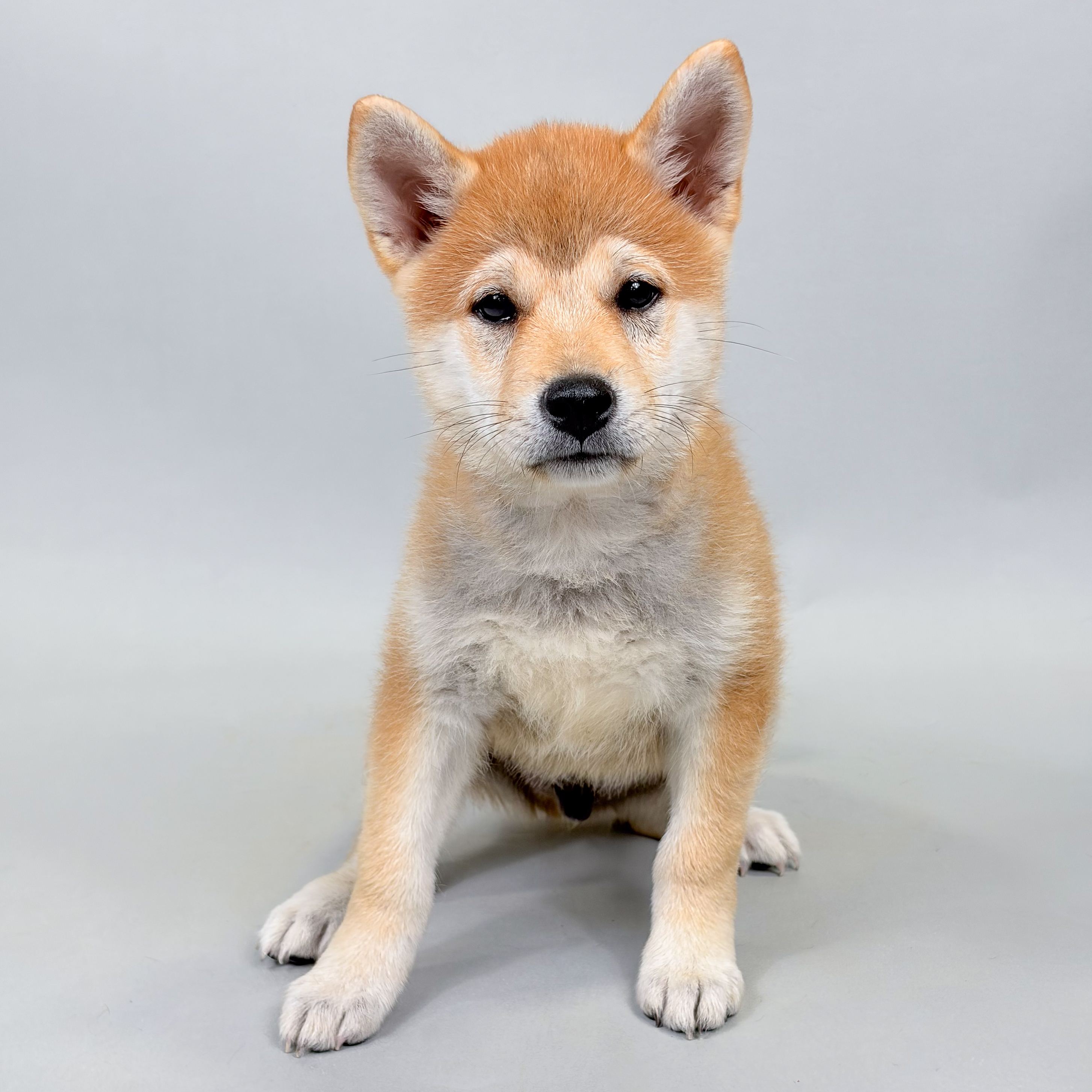 Broderick the Shiba Inu puppy