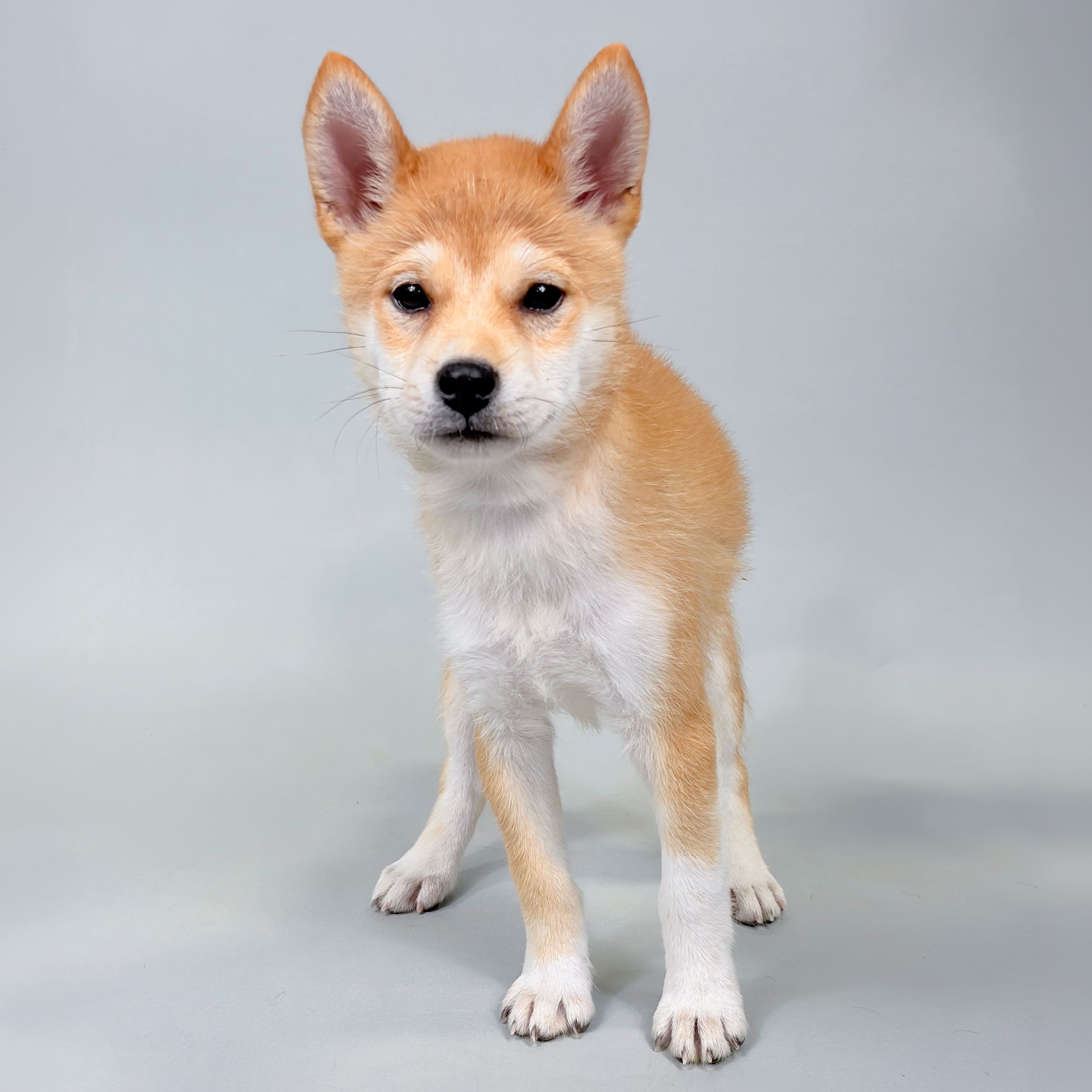 Huck the Shiba Inu puppy