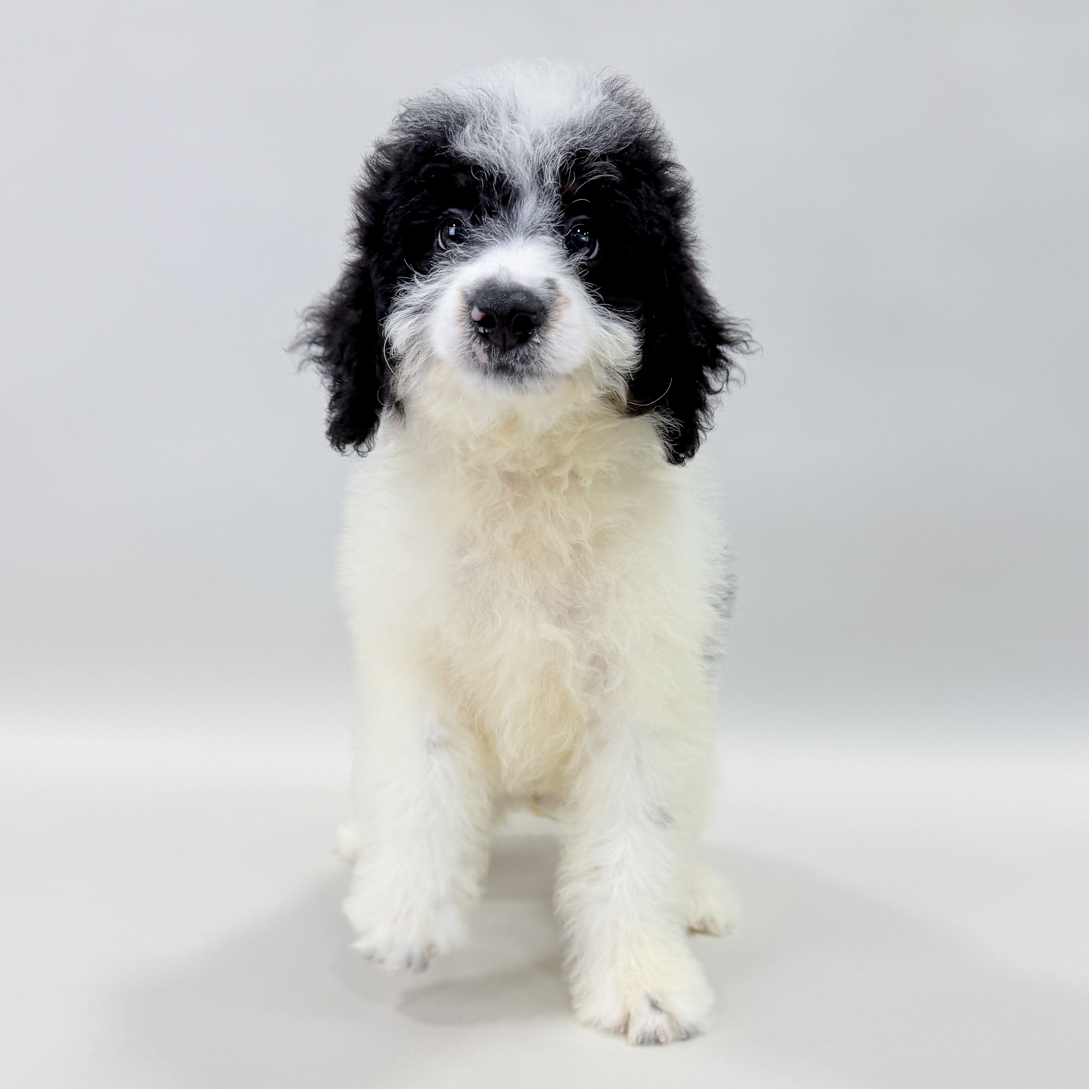 Bubba the Mini Bernedoodle puppy