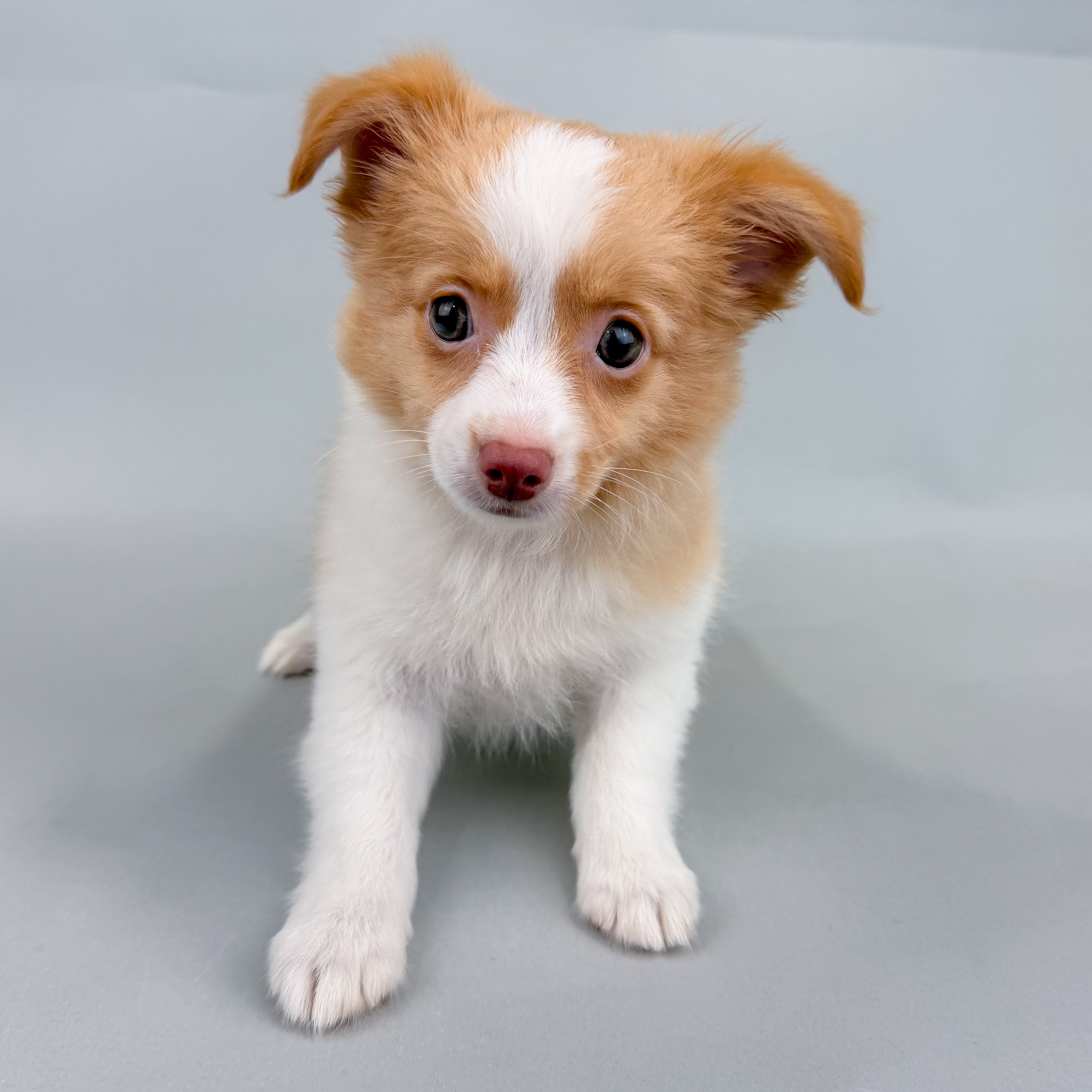 Zara the Mini Australian Shepherd puppy