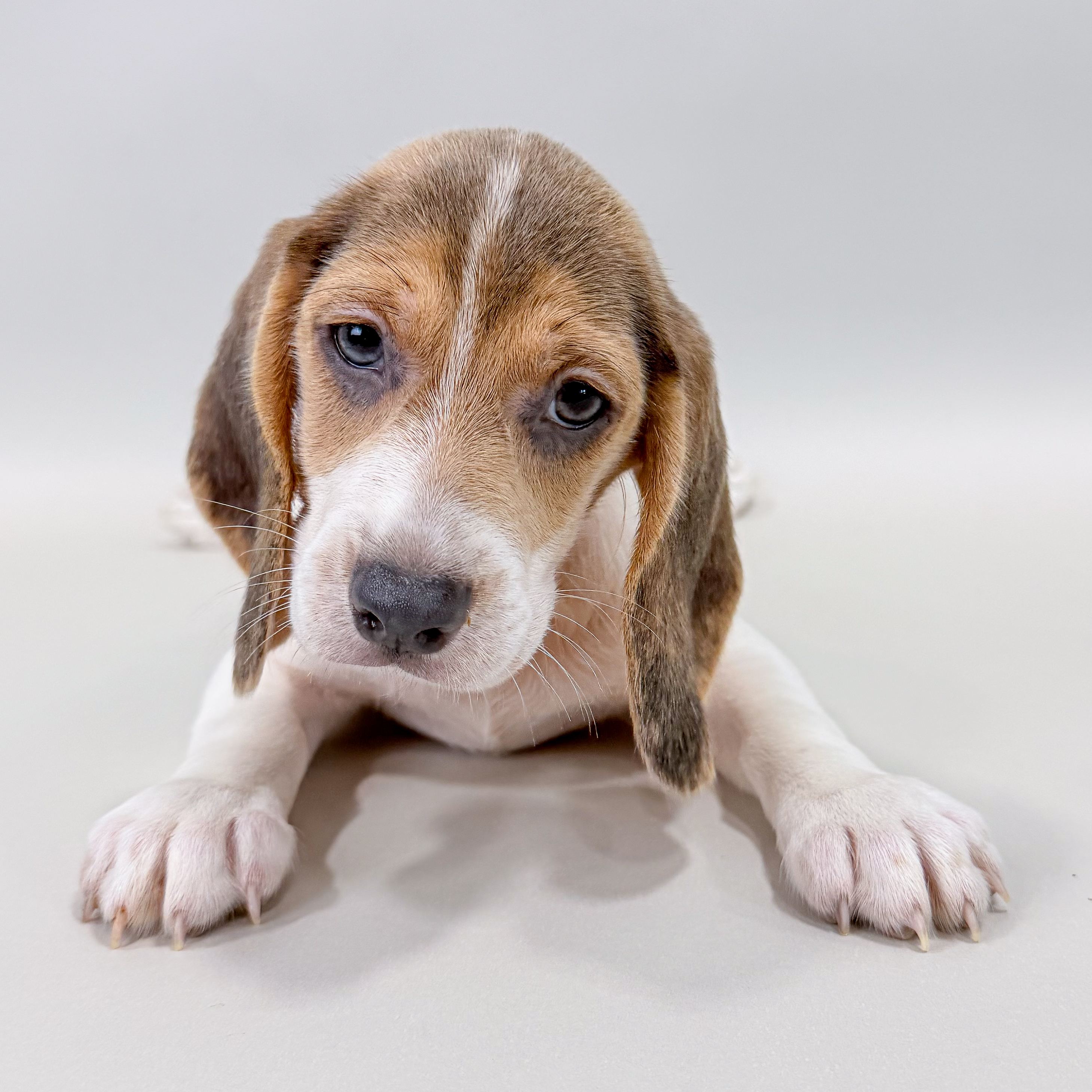 Mollie the Beagle puppy