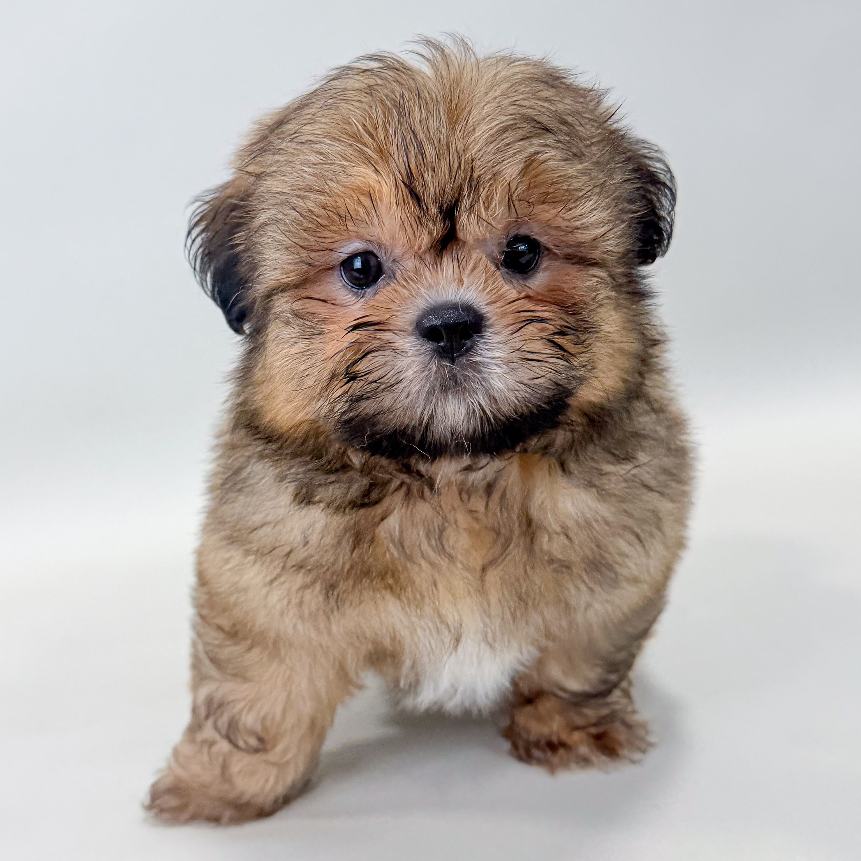 Ives the Shih Tzu puppy