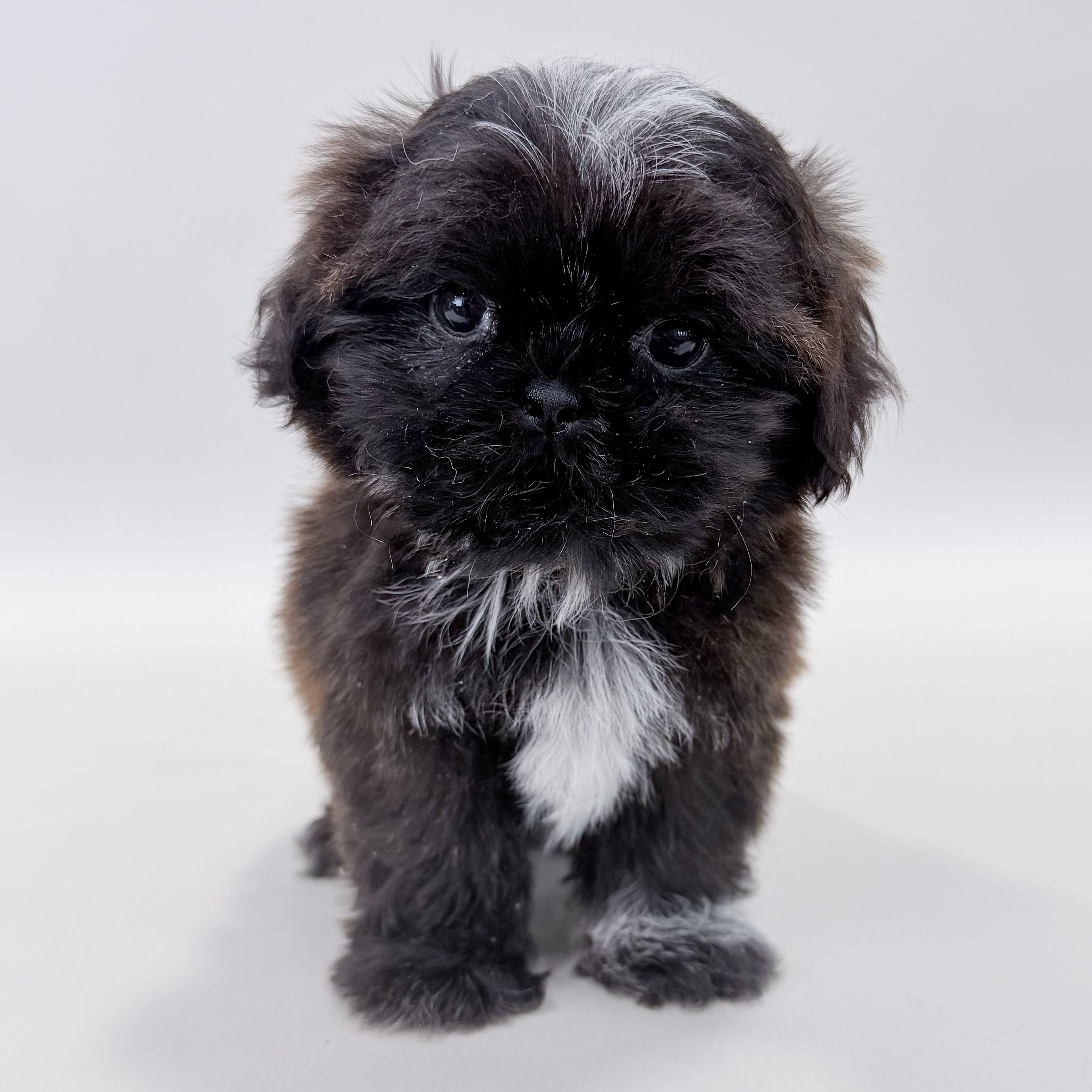 Sweetie photo 1