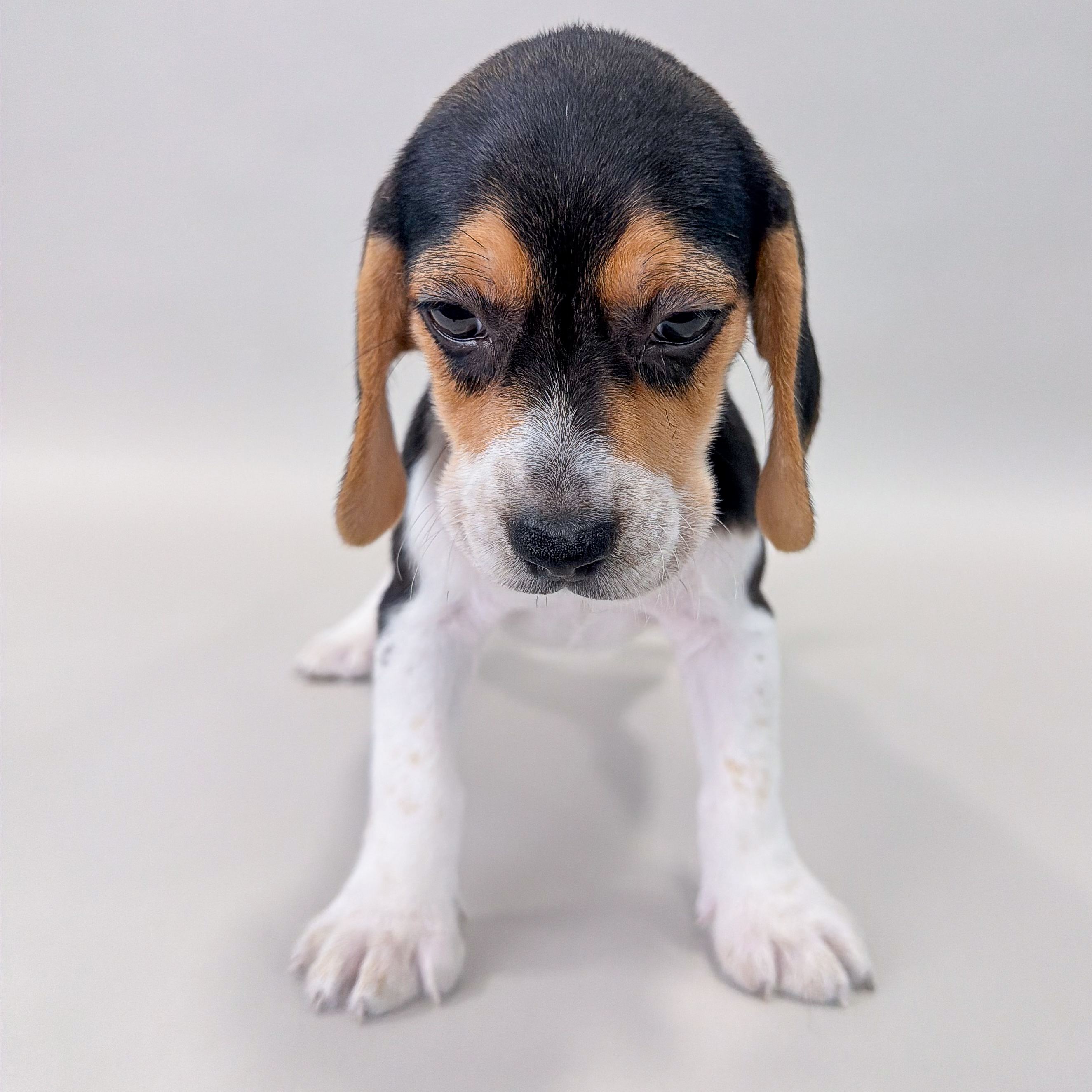 Noel the Beagle puppy