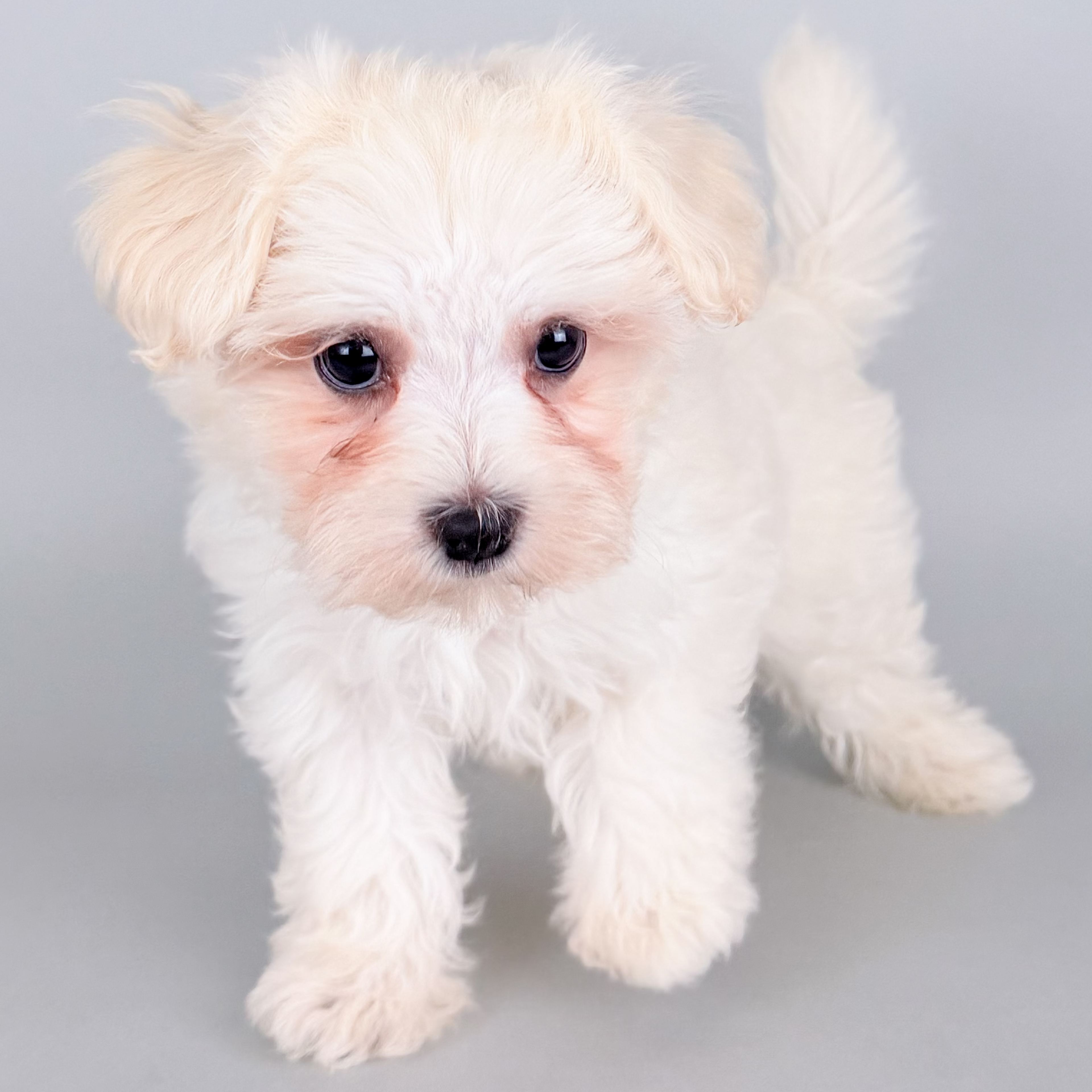 Yuliana the Havanese puppy