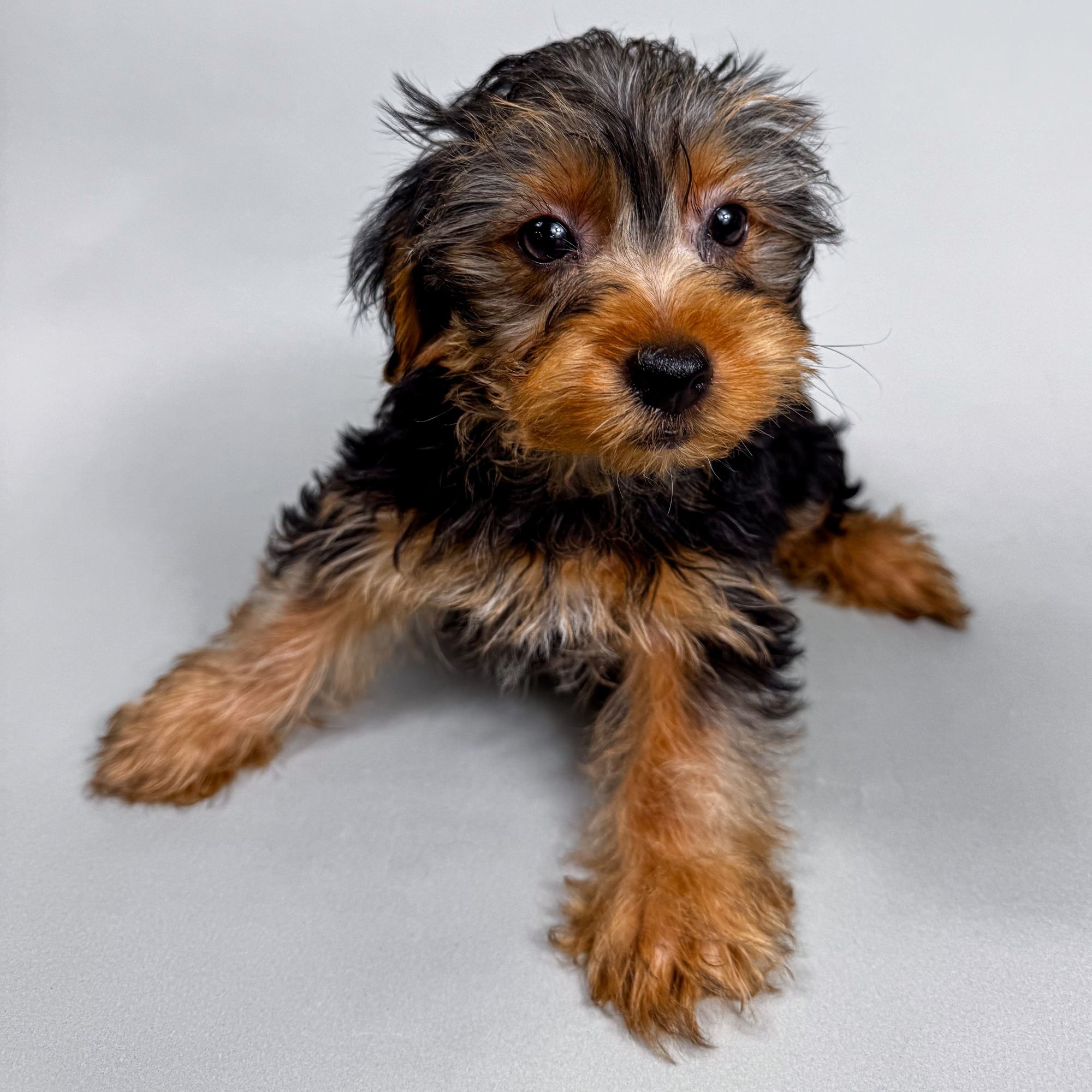 Randall the Yorkshire Terrier puppy