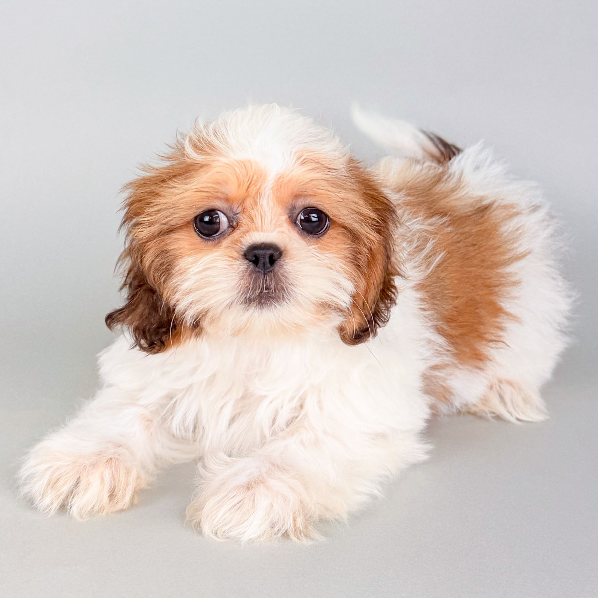 Imani the Shih Tzu puppy