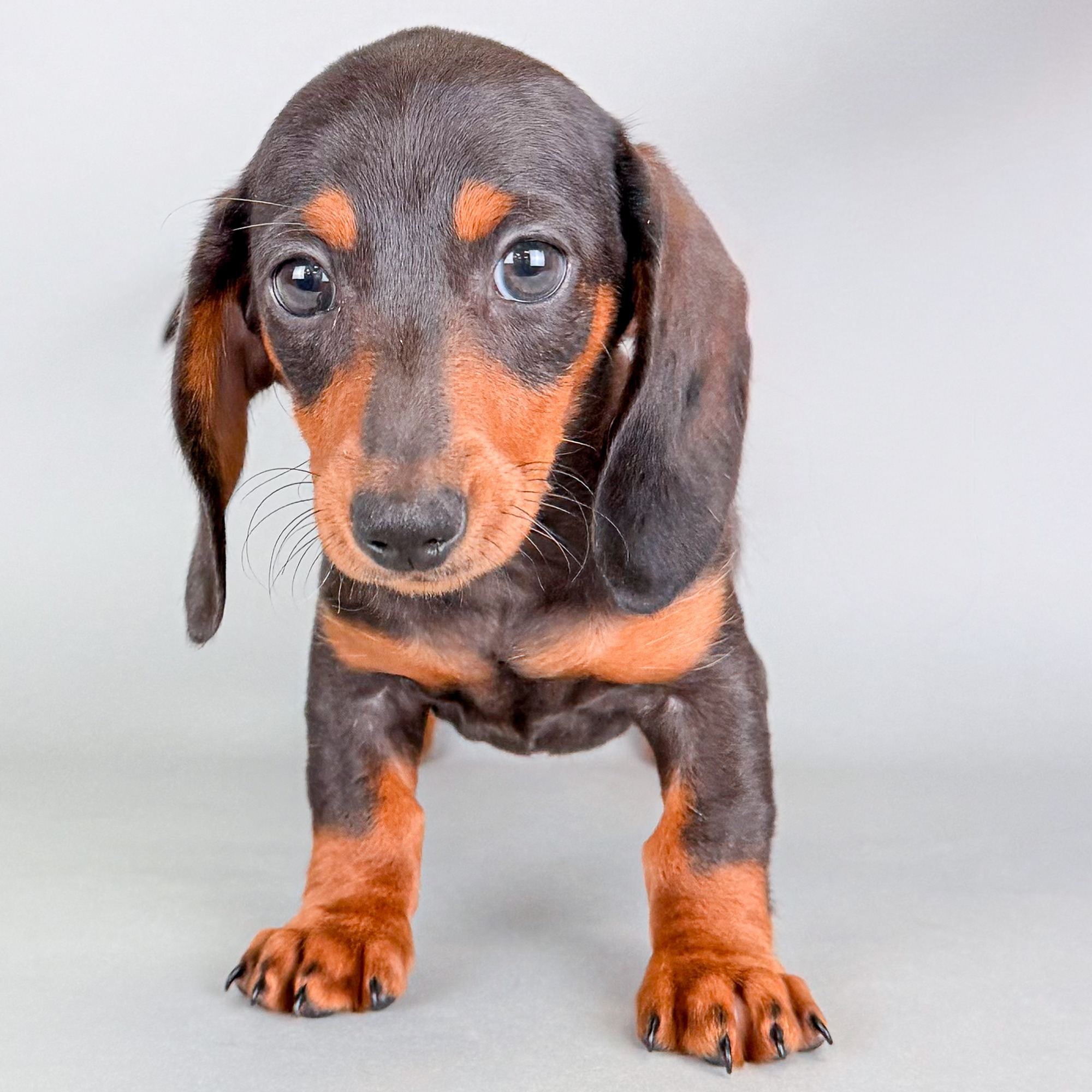 Sharon the Mini Dachshund puppy