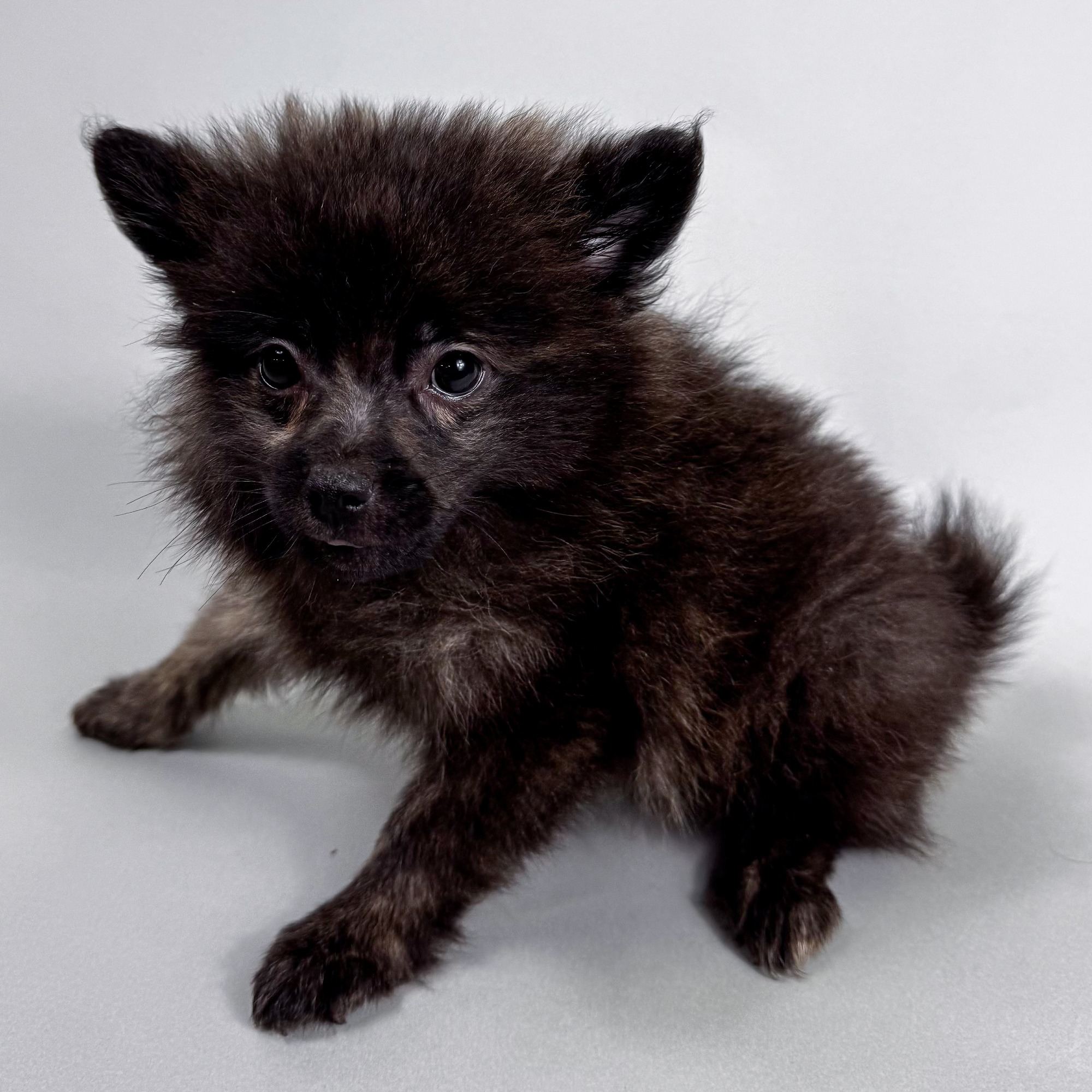 Otto the Pomeranian puppy