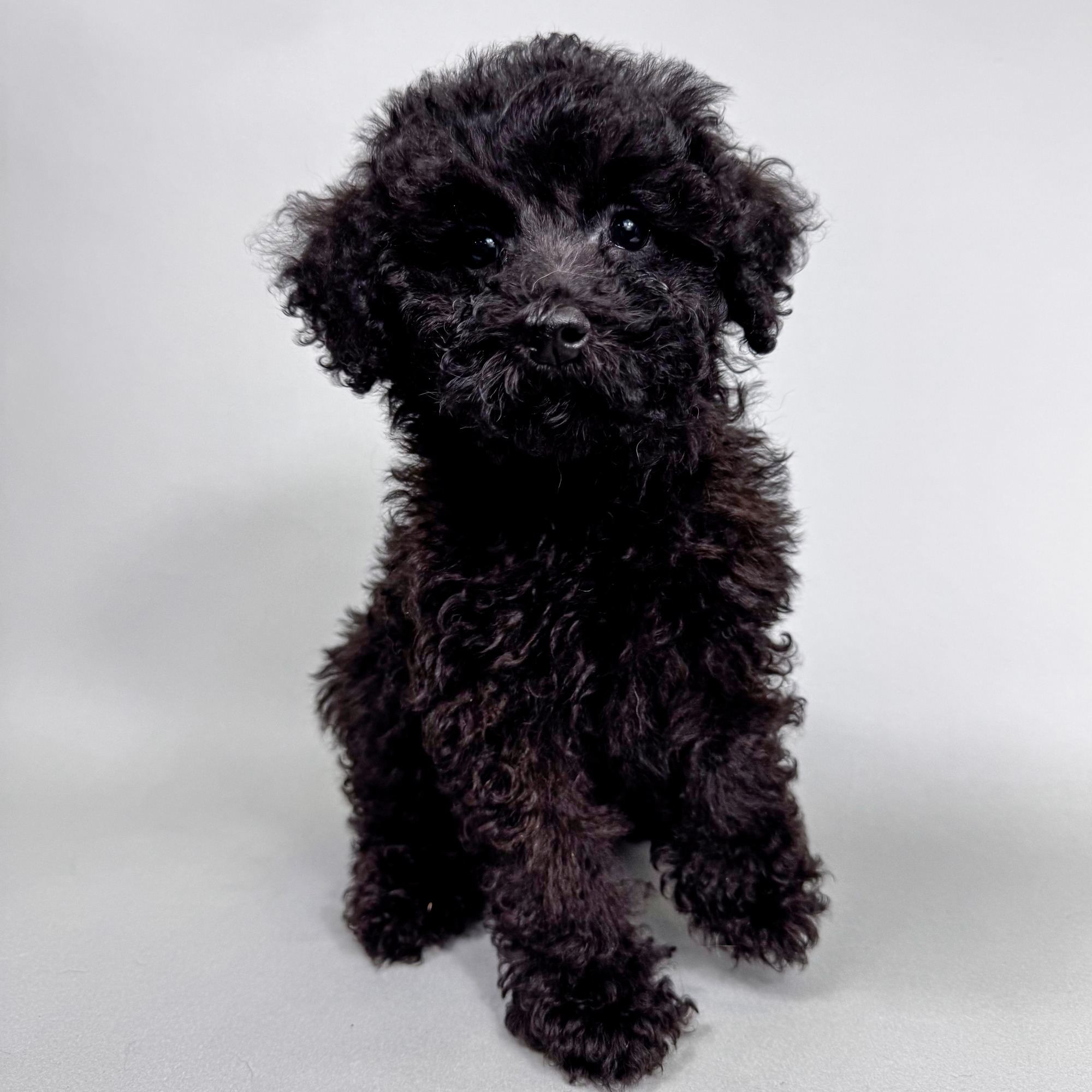 Homer the Mini Poodle puppy