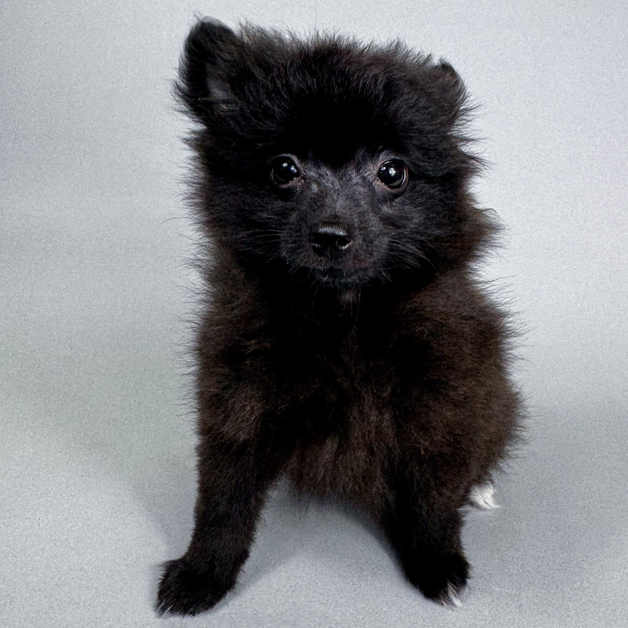 Bianca the Pomeranian puppy