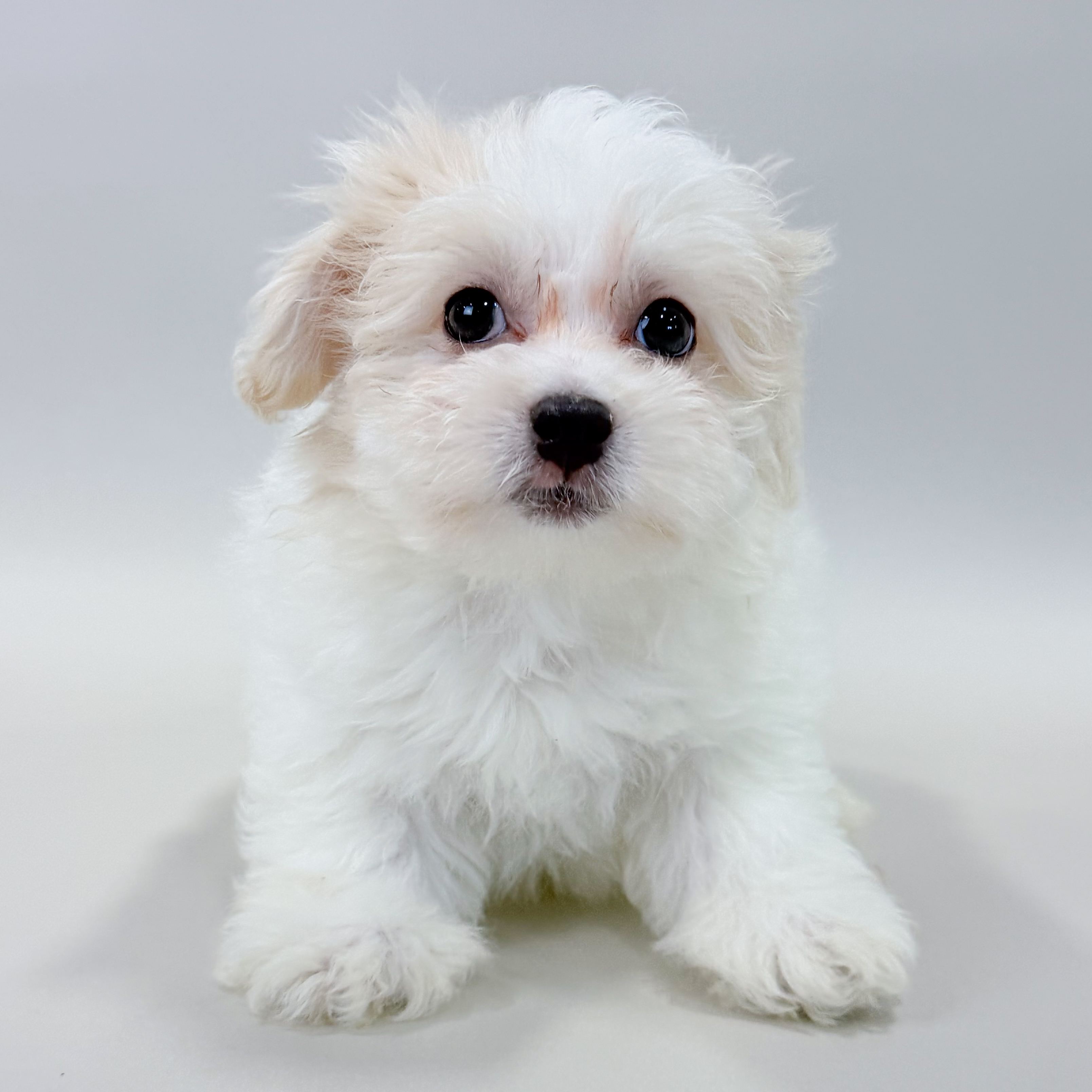 Pearl the Cotonpoo puppy