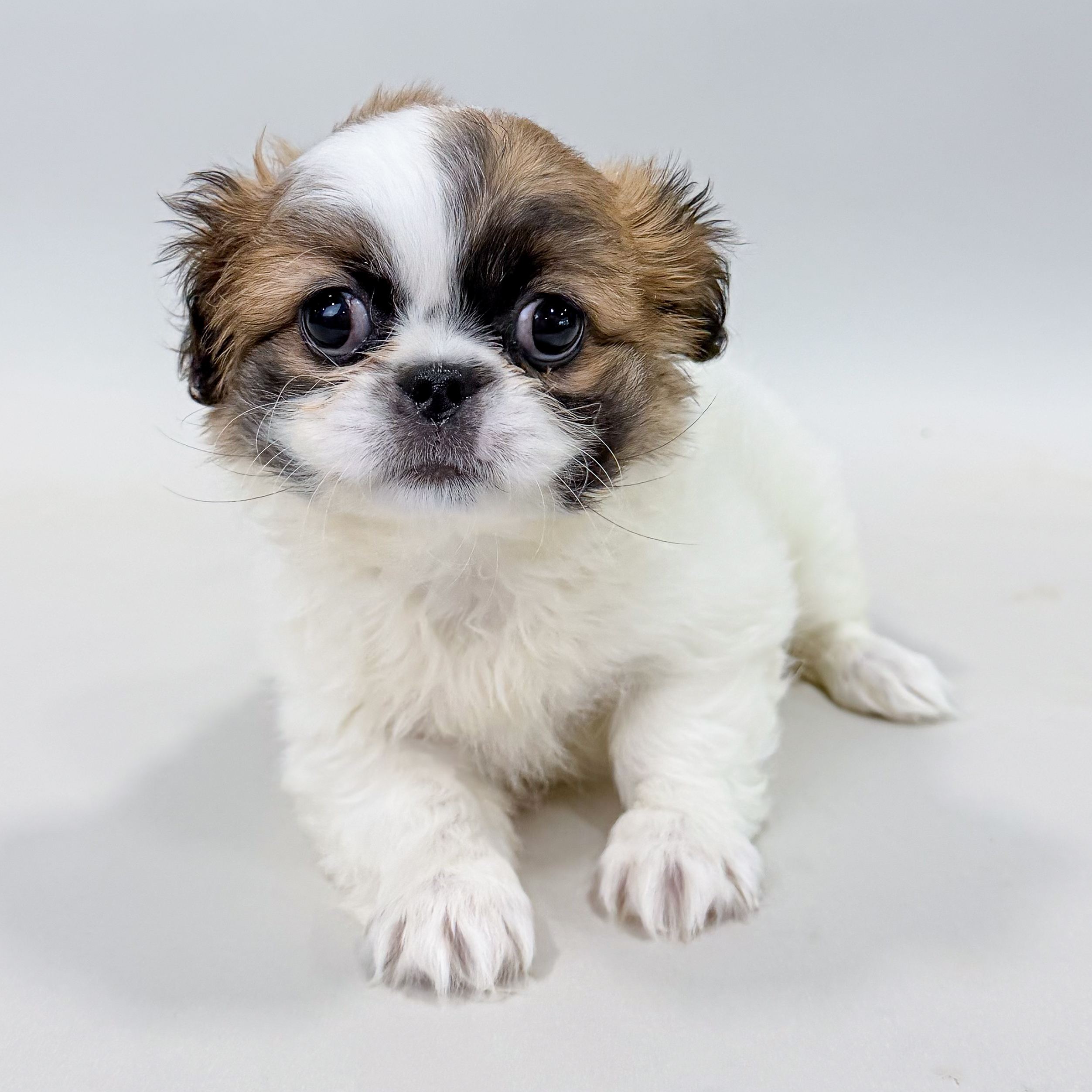 Ireland the Pekingese puppy