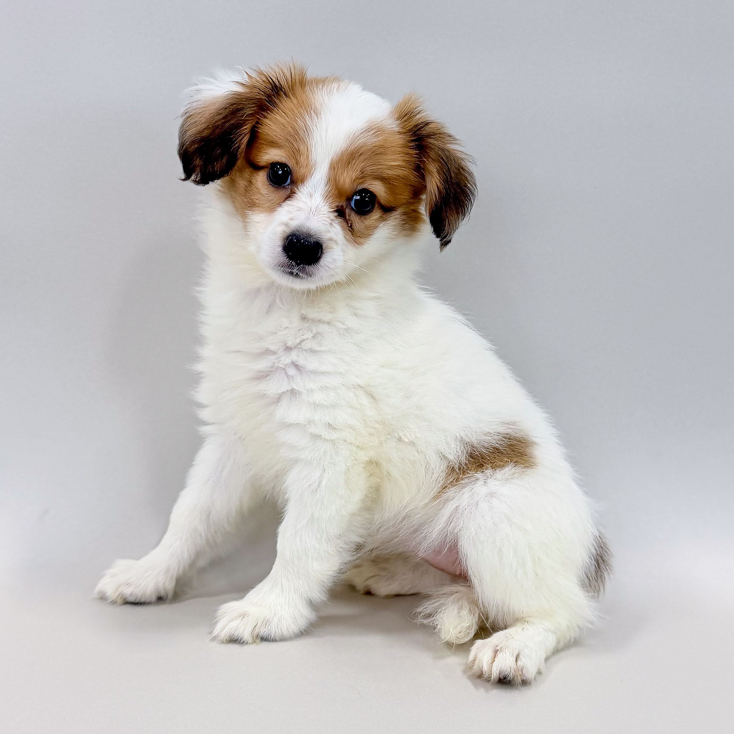 Gracie the Papillon puppy