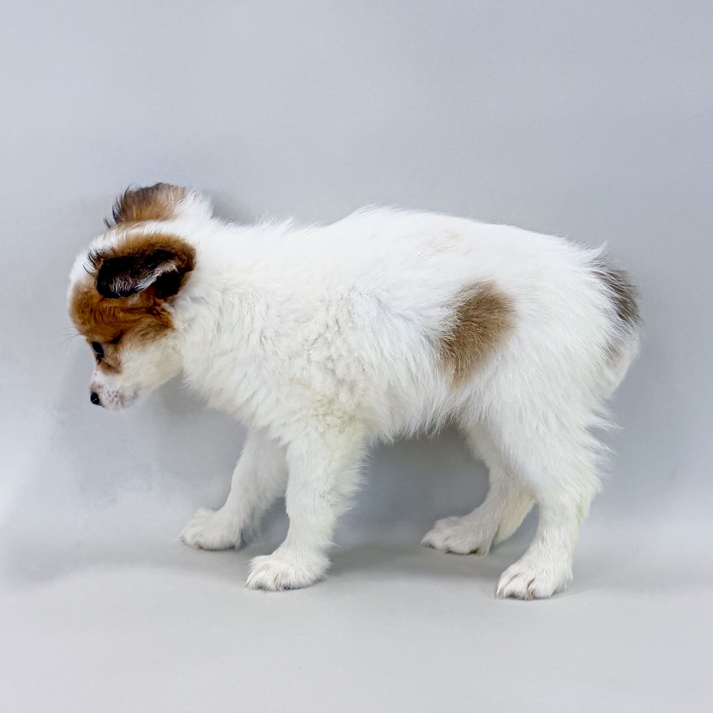 Gracie thumbnail 3