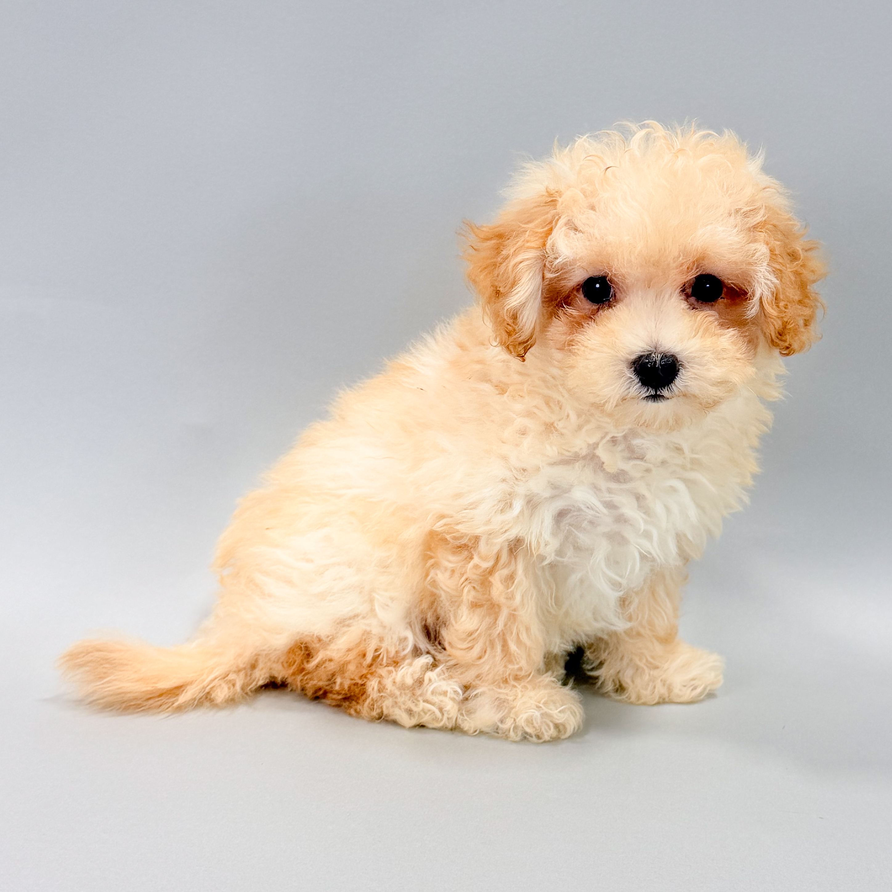 Simba photo 1