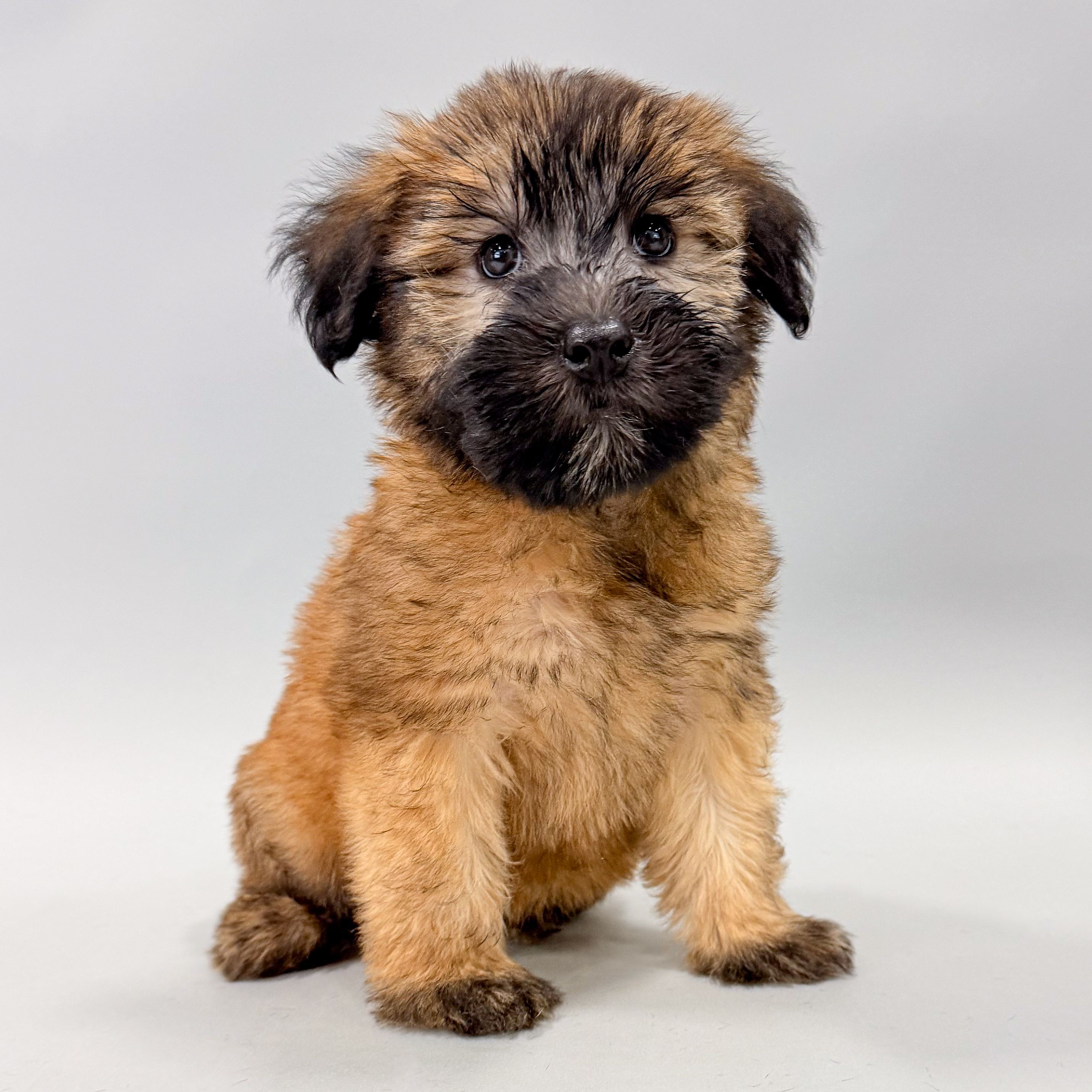 Cherry the Soft Coated Wheaten Terrier puppy