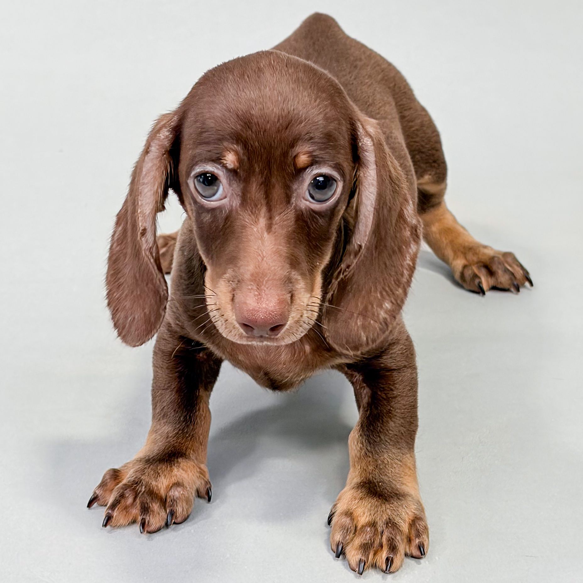 Elvis the Mini Dachshund puppy