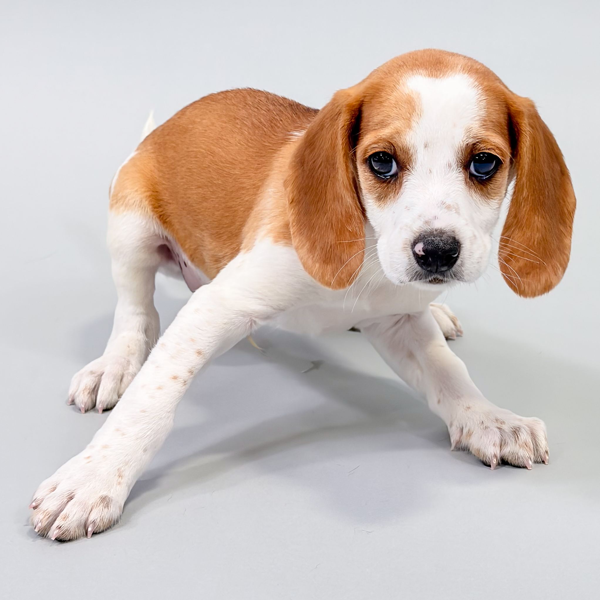 Cornelius the Beagle puppy