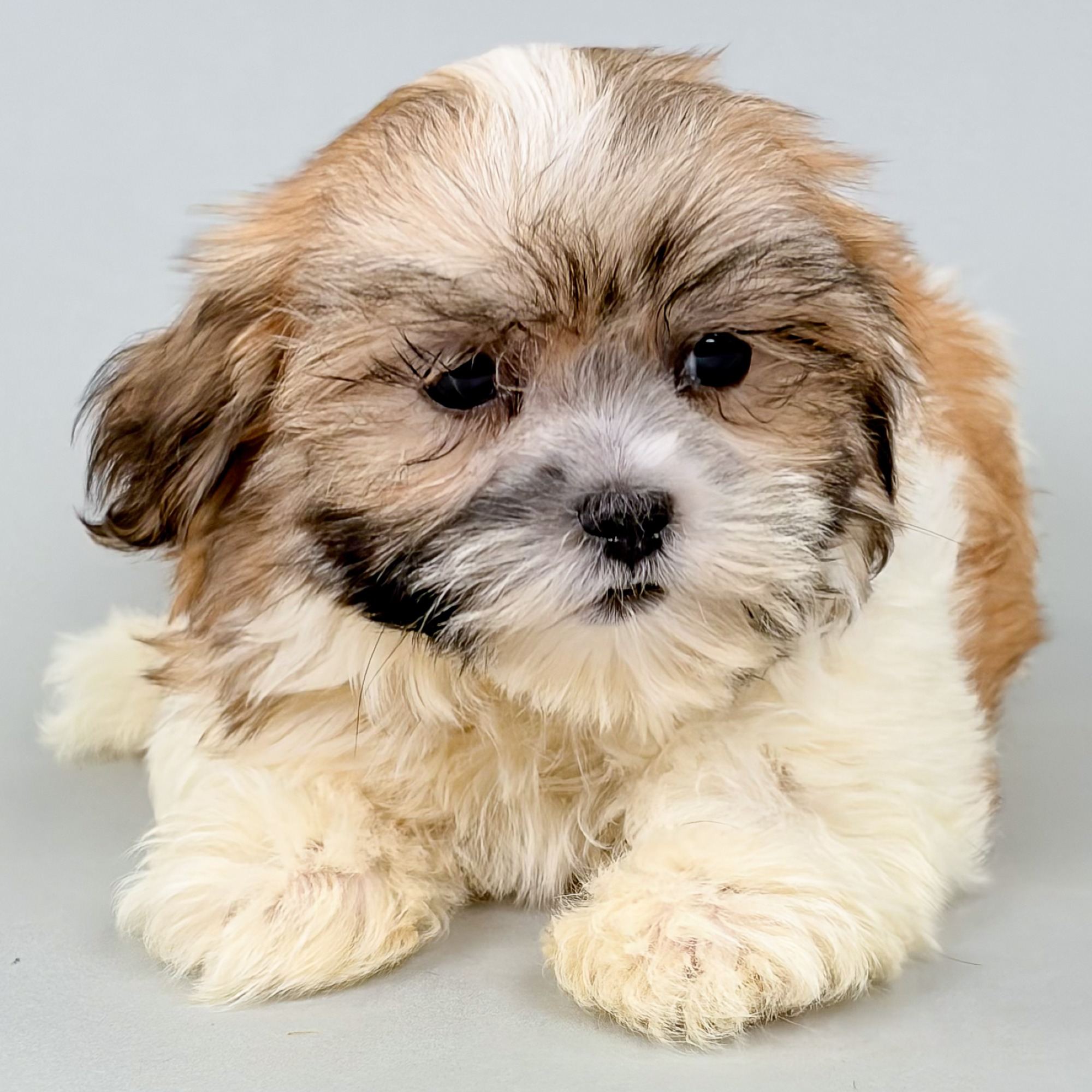Evan the Maltishi puppy