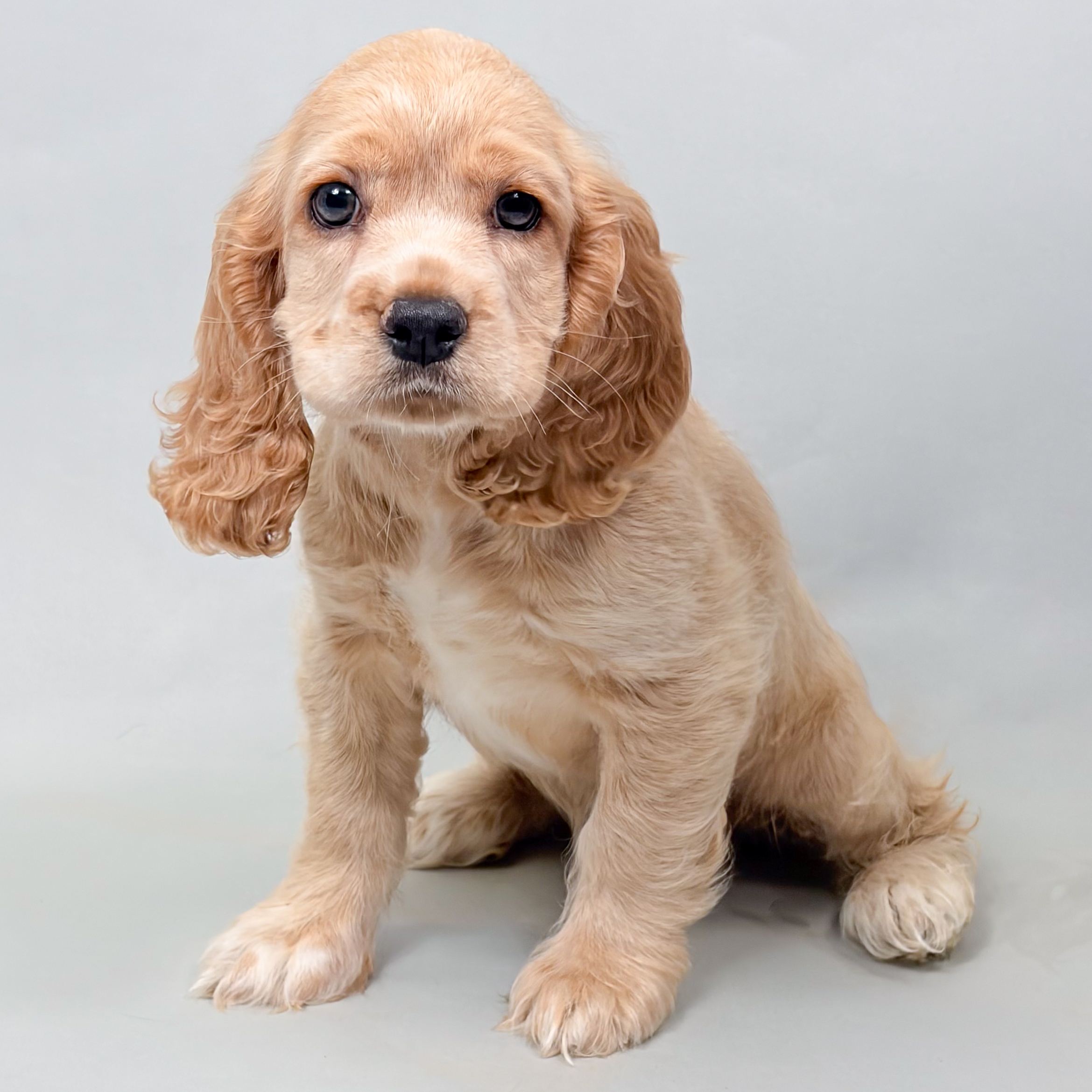 Mika the Cocker Spaniel puppy