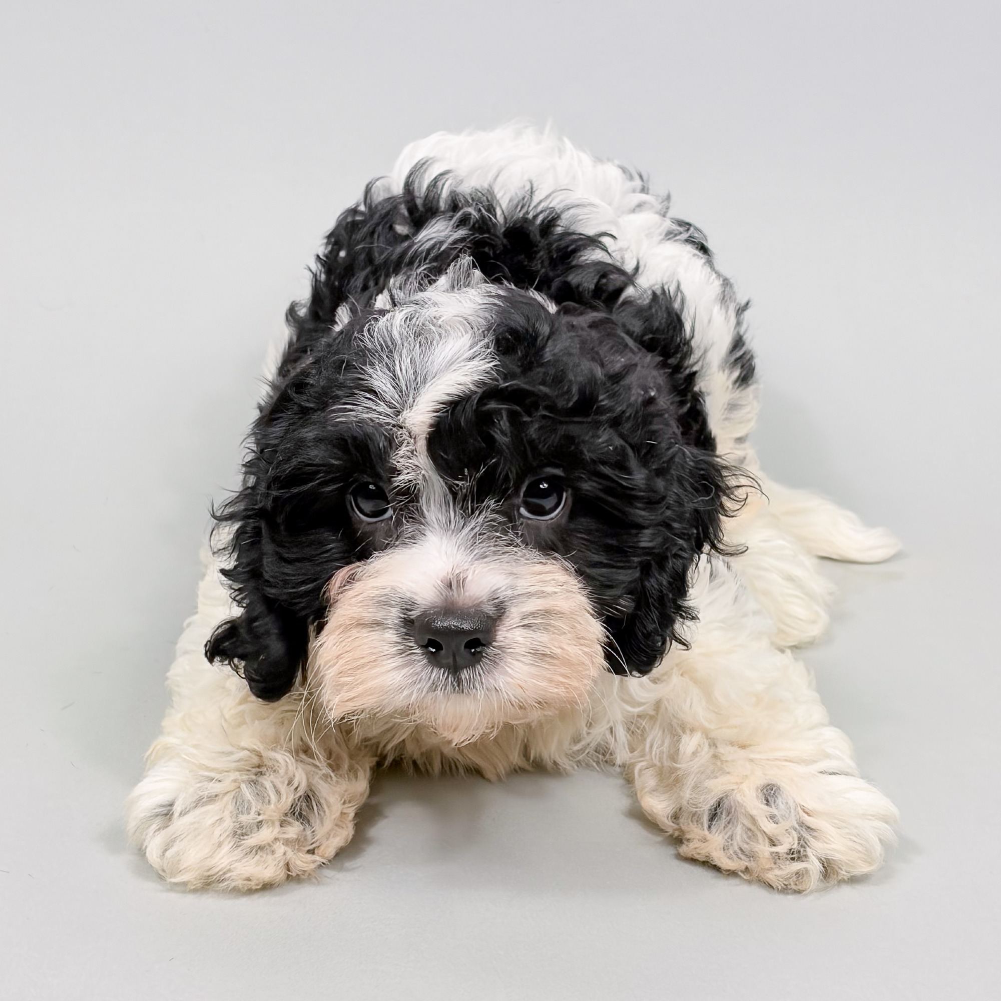 Morton the Cavapoo puppy