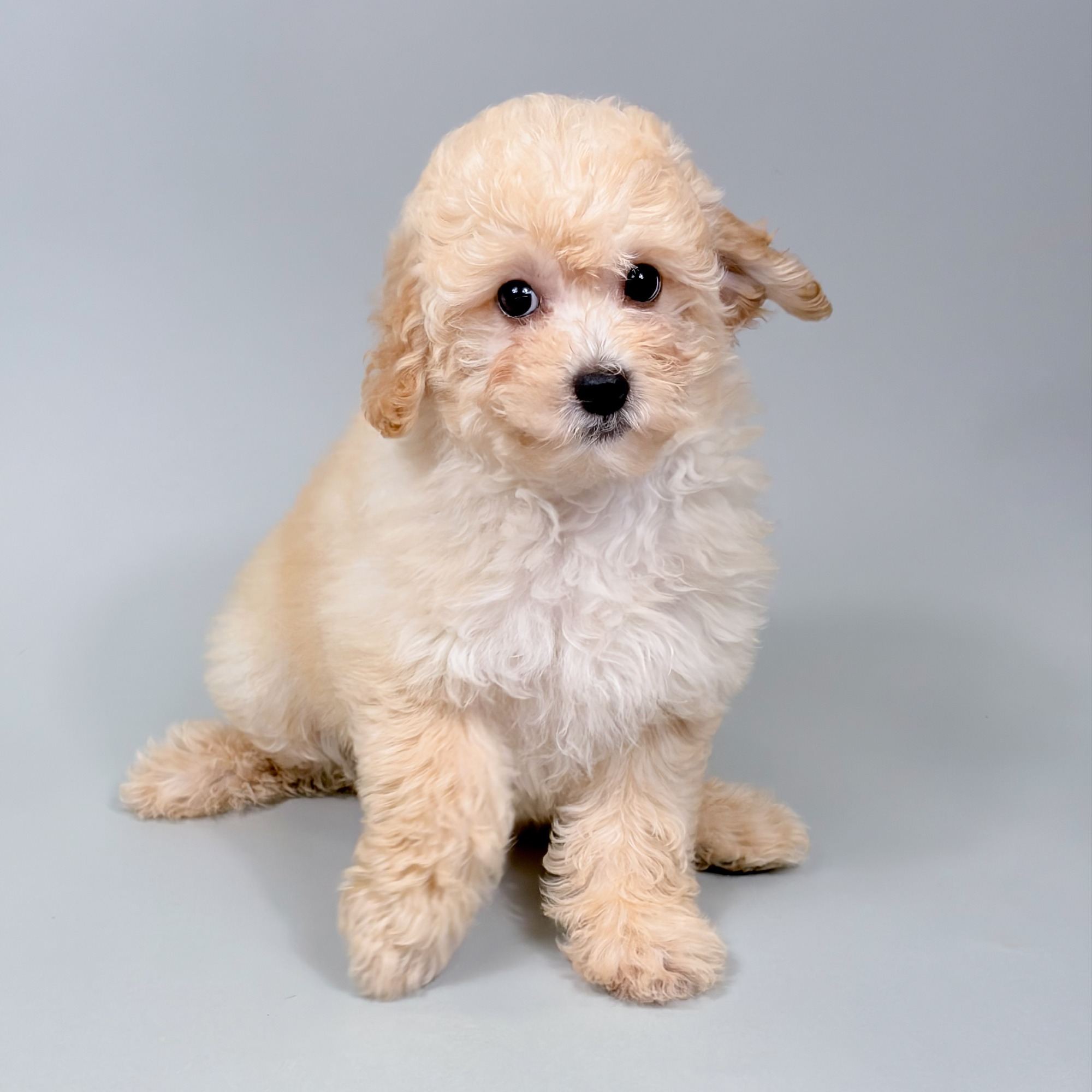 Haven the Havapoo puppy