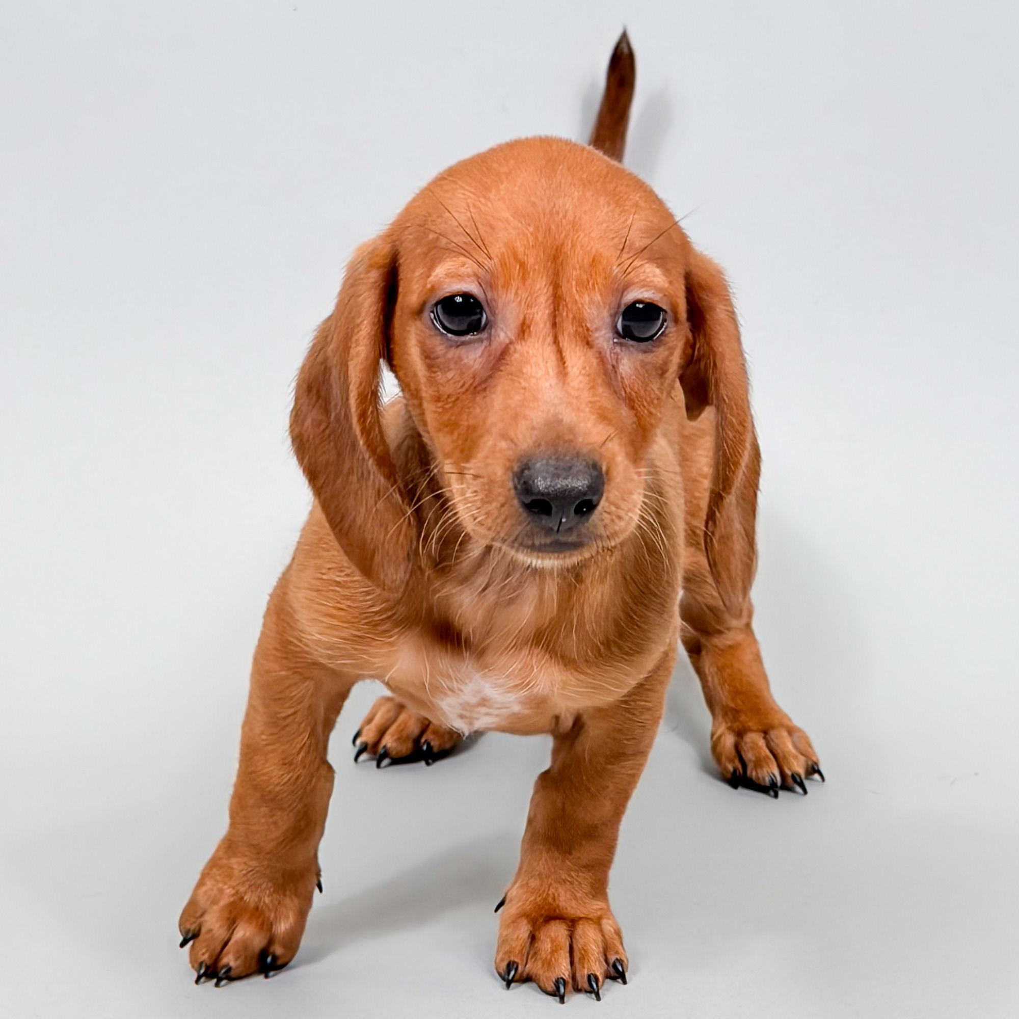 Summer the Mini Dachshund puppy