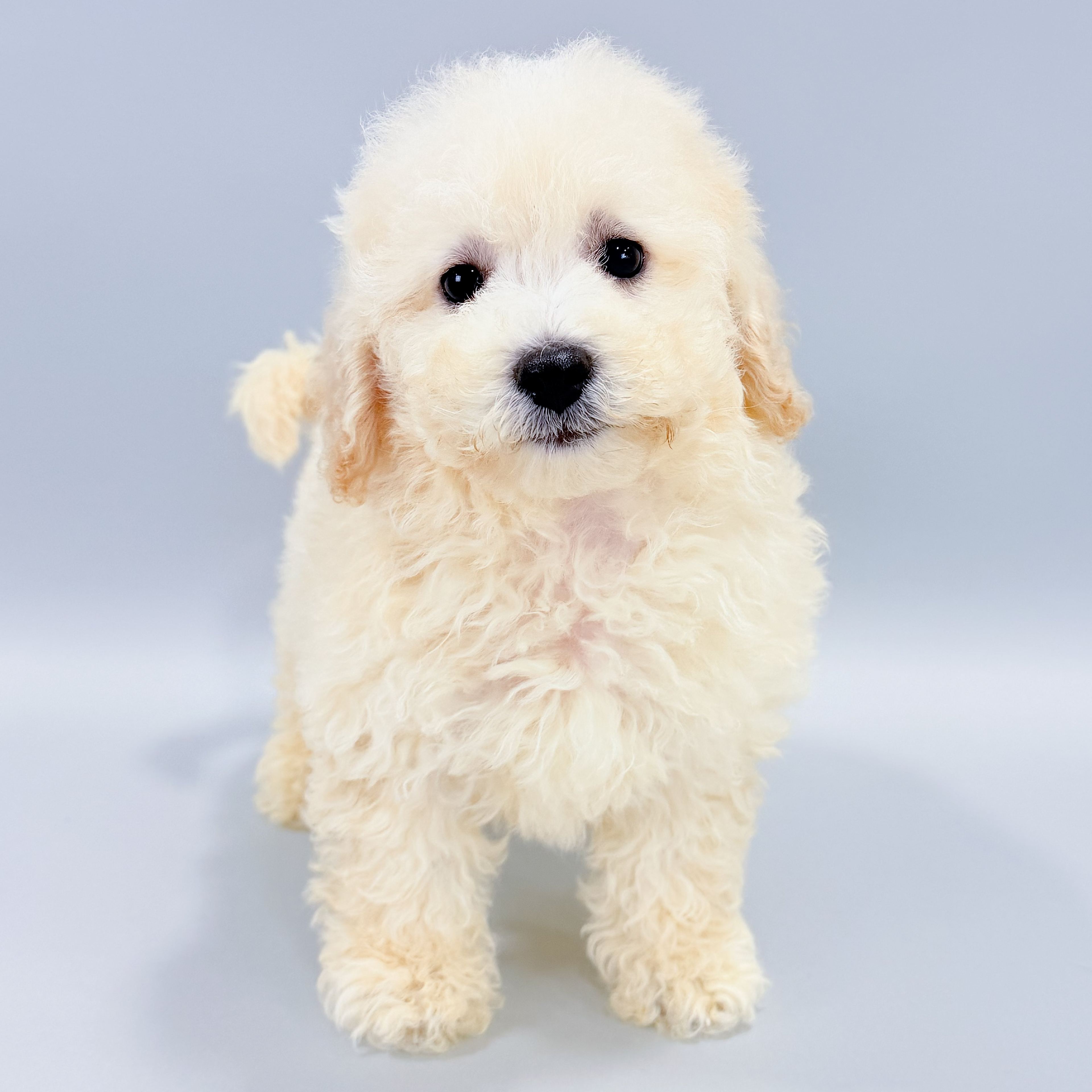 Qamra the Bichonpoo puppy