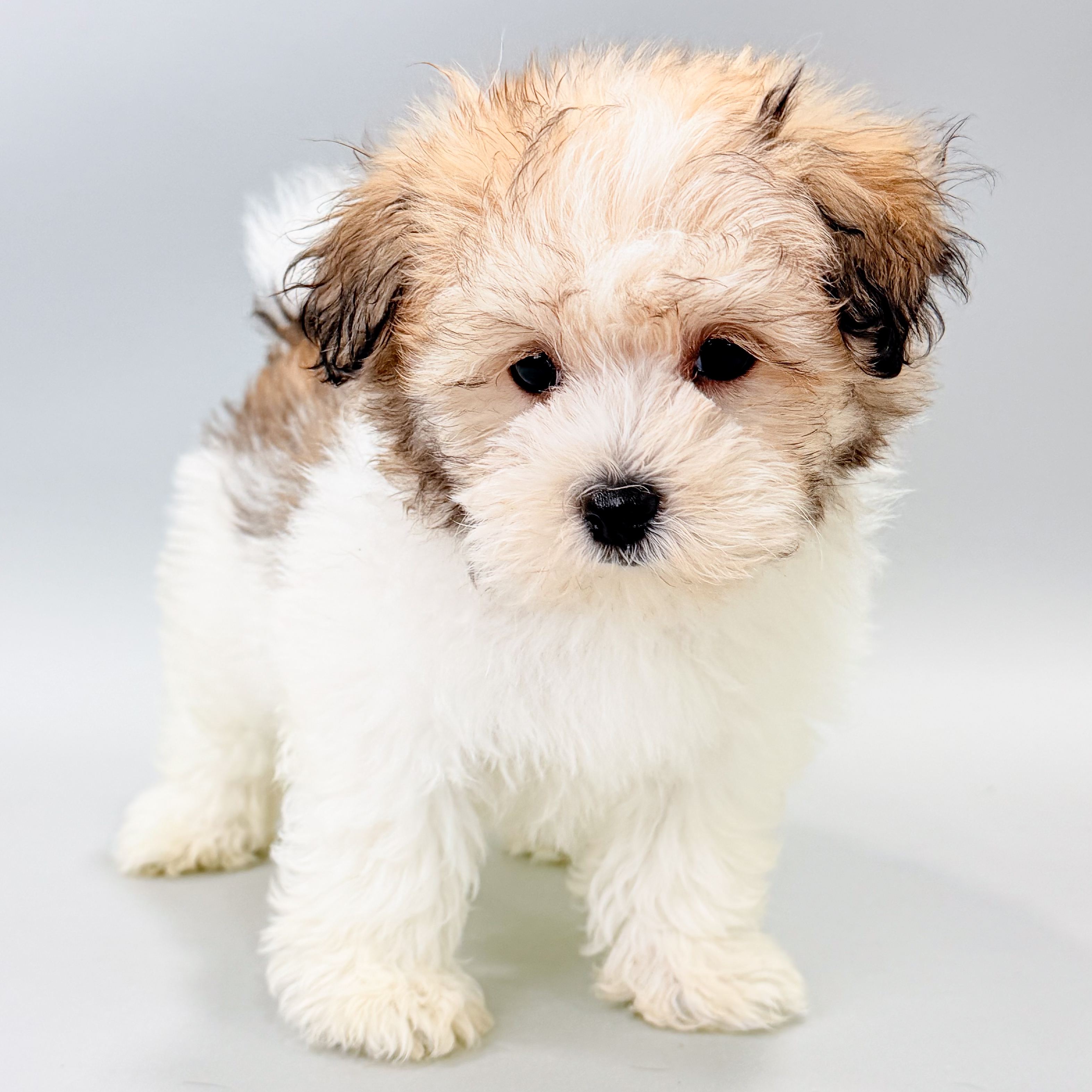 Leia the Havanese puppy