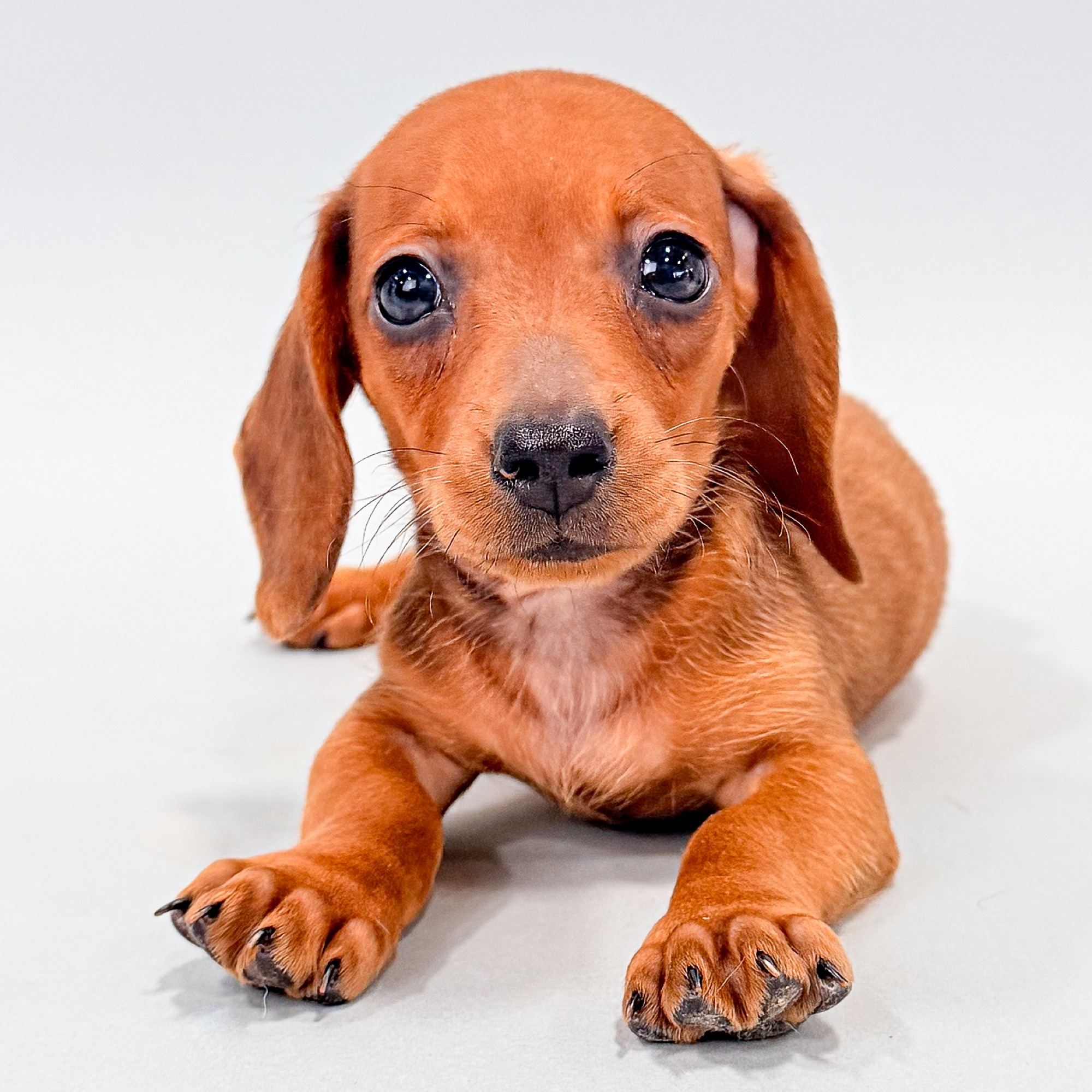 Coco the Mini Dachshund puppy