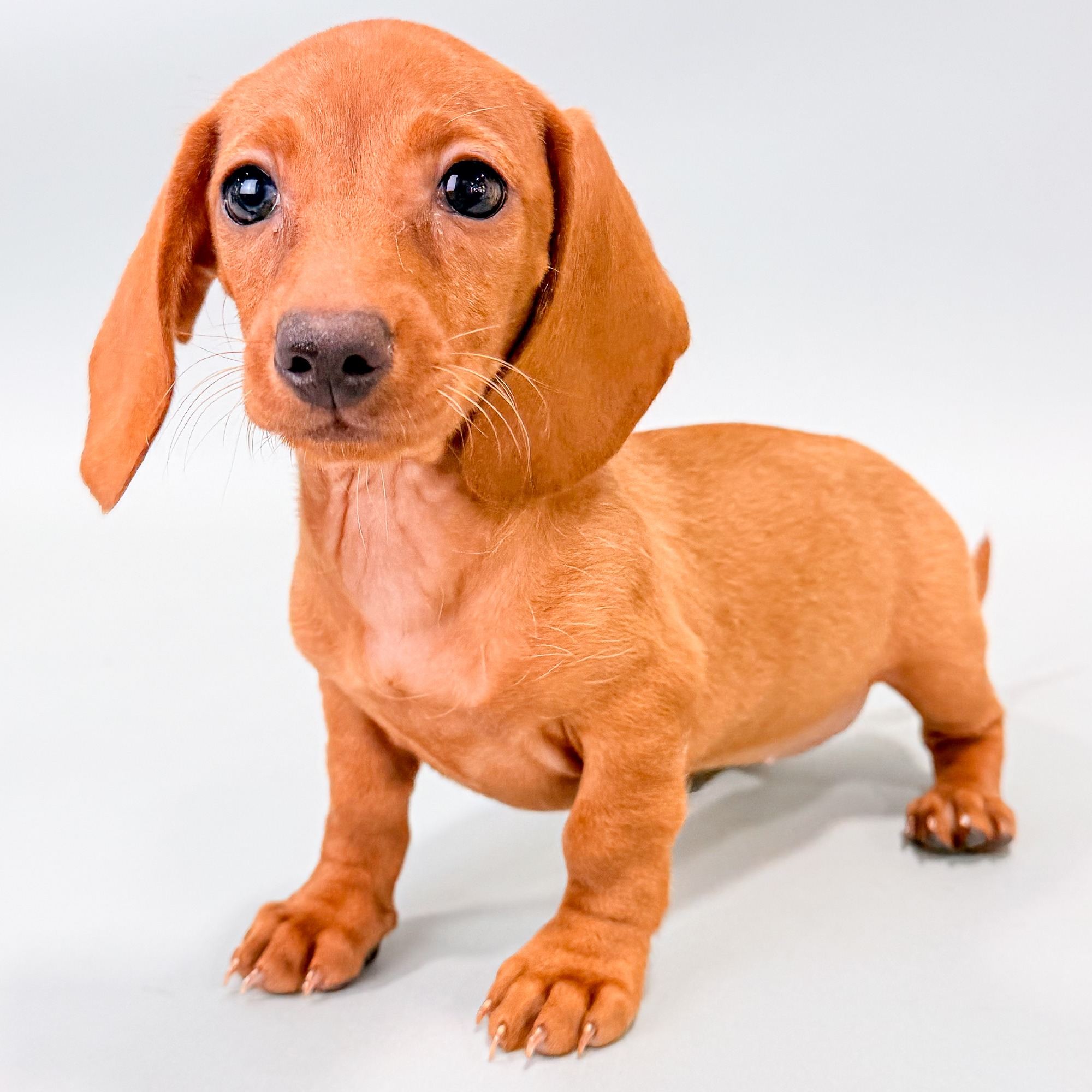 Belle the Mini Dachshund puppy