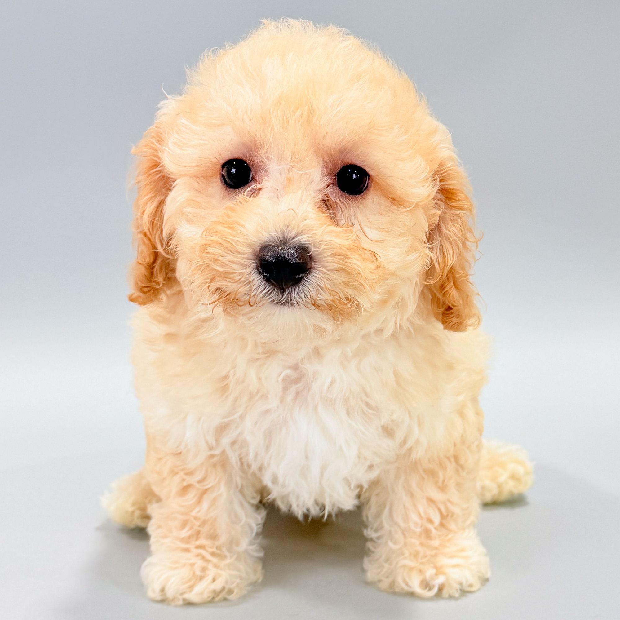 Oakley the Bichonpoo puppy