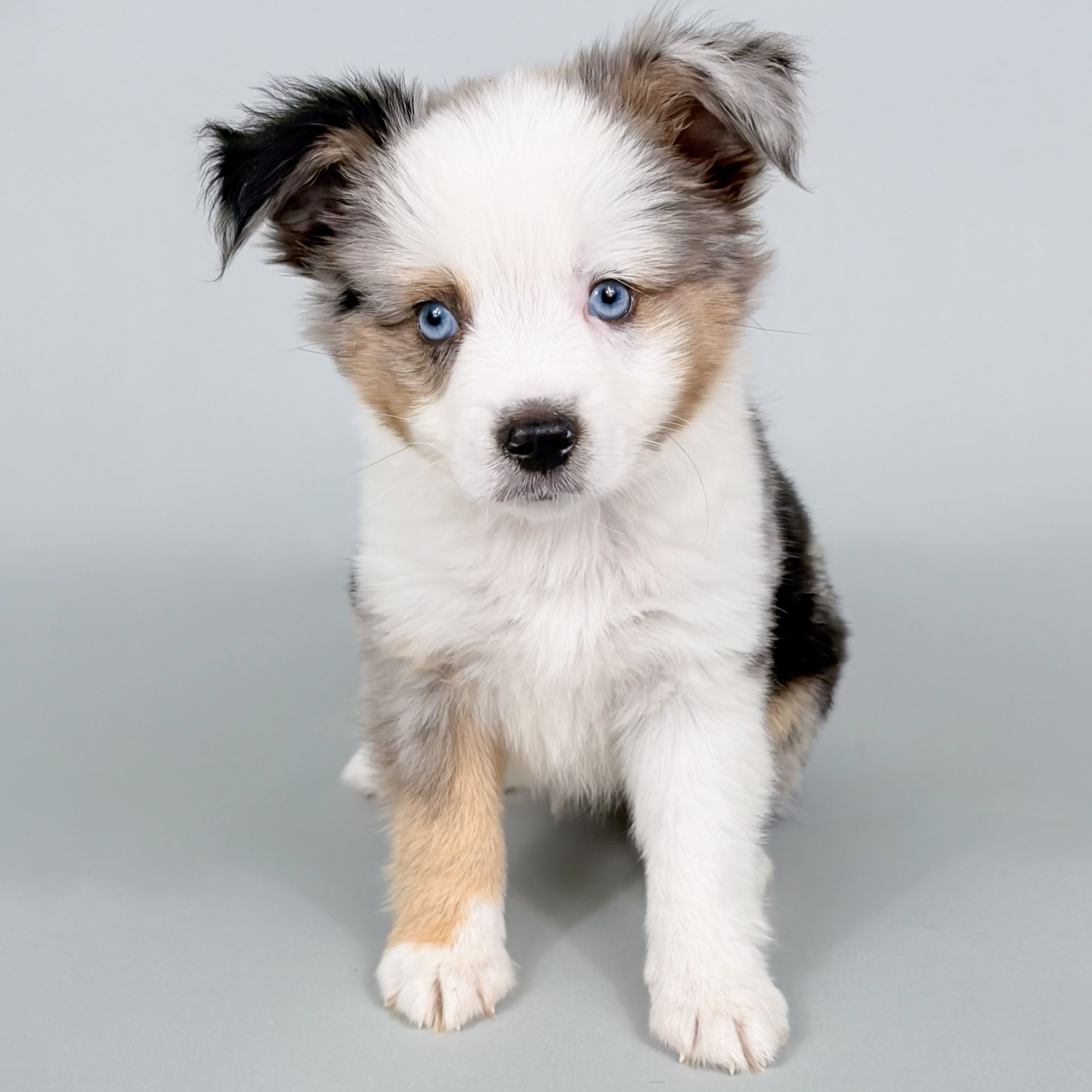 Dane puppy