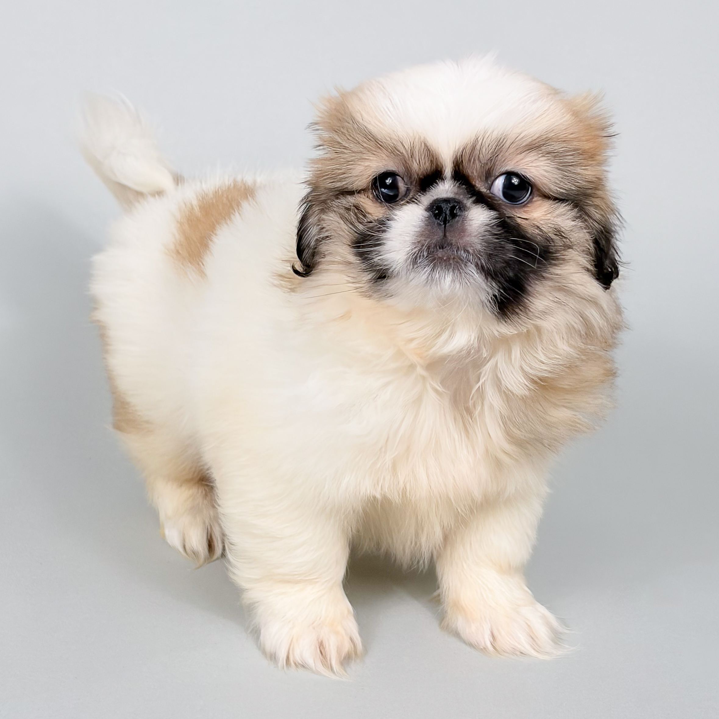 Maximillian the Pekingese puppy
