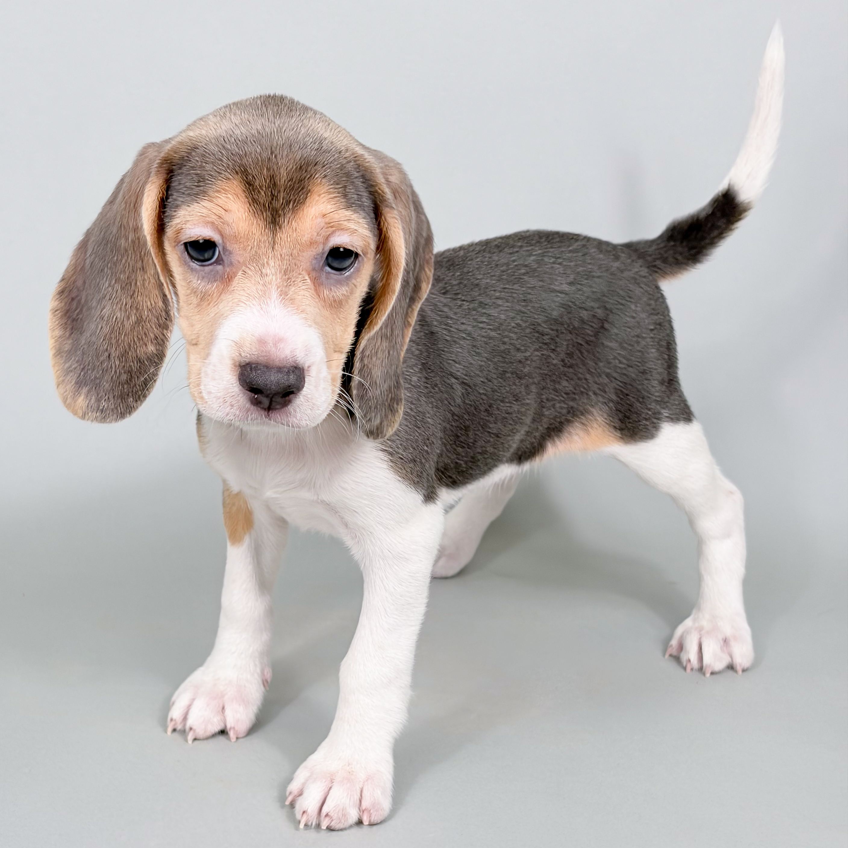 Yuba the Beagle puppy