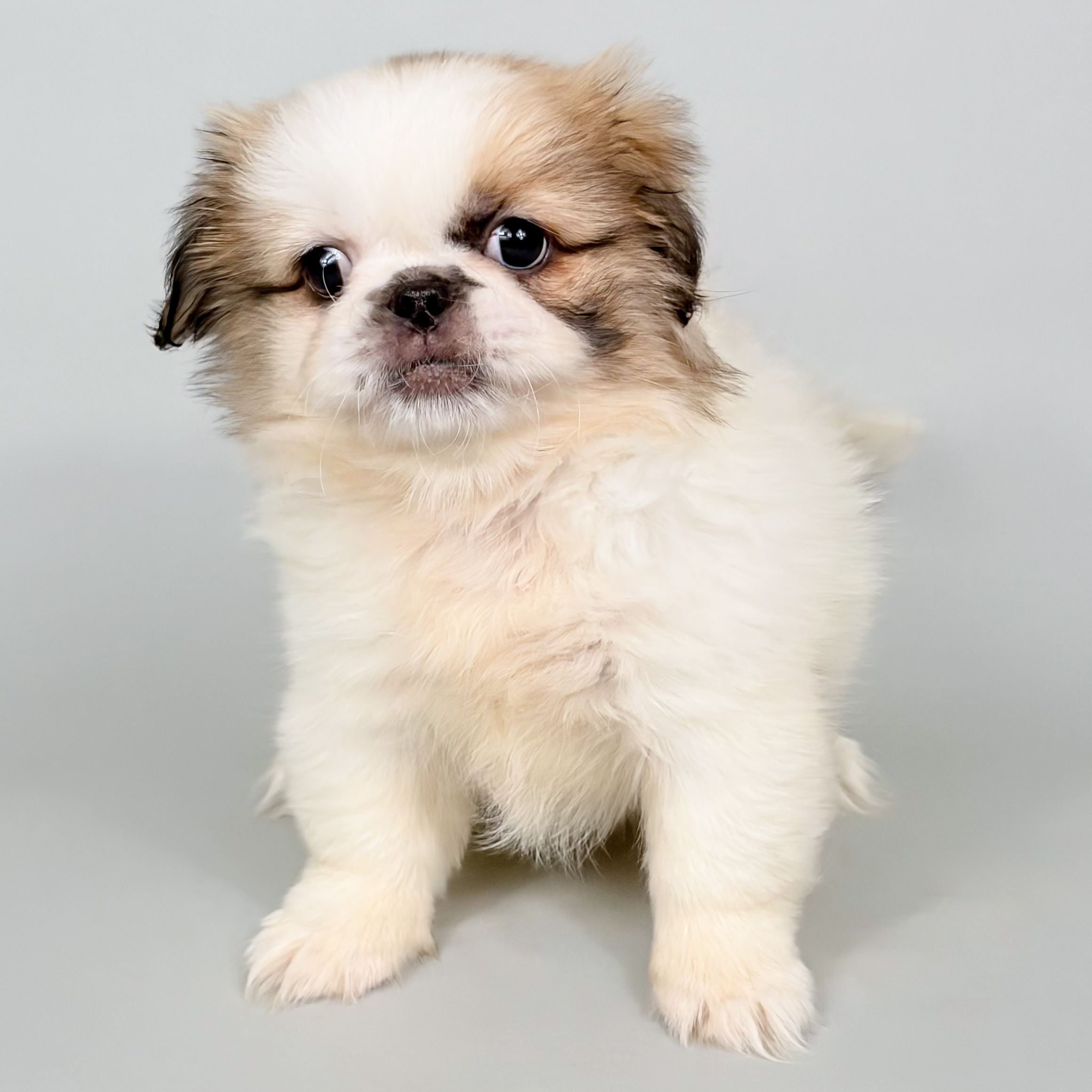 Chanel the Pekingese puppy