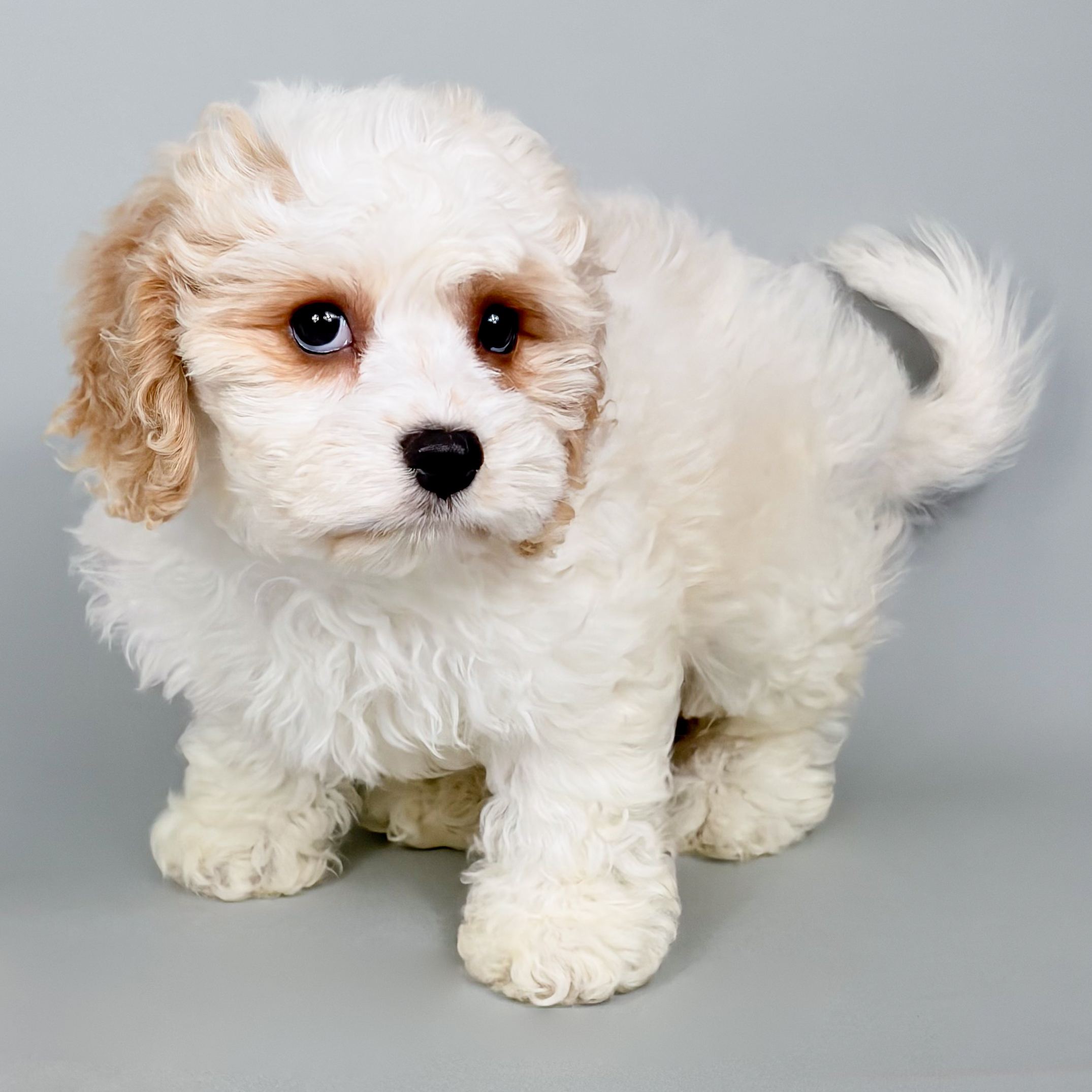 Ruby the Cavachon puppy