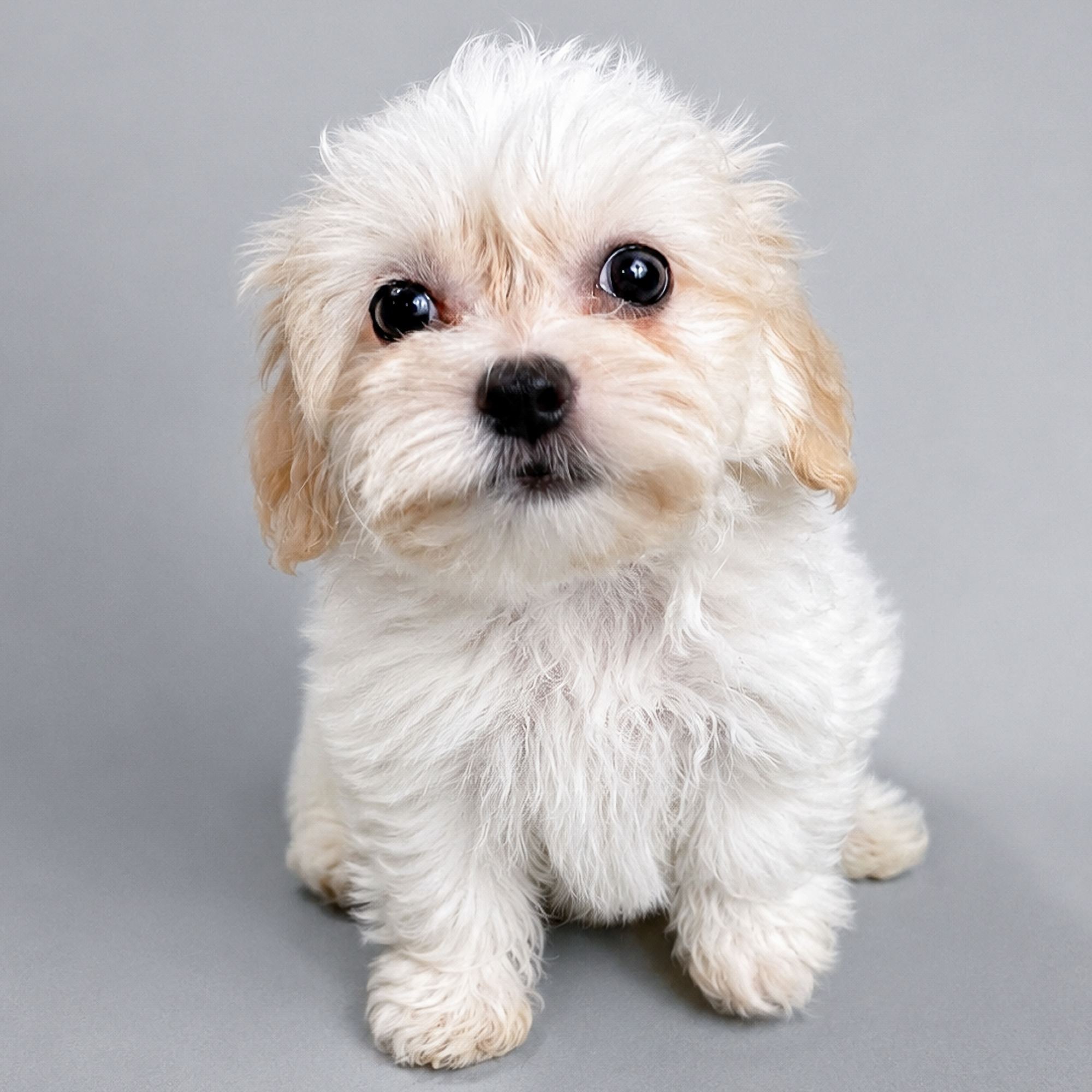 Sweetie the Teddy Bear puppy