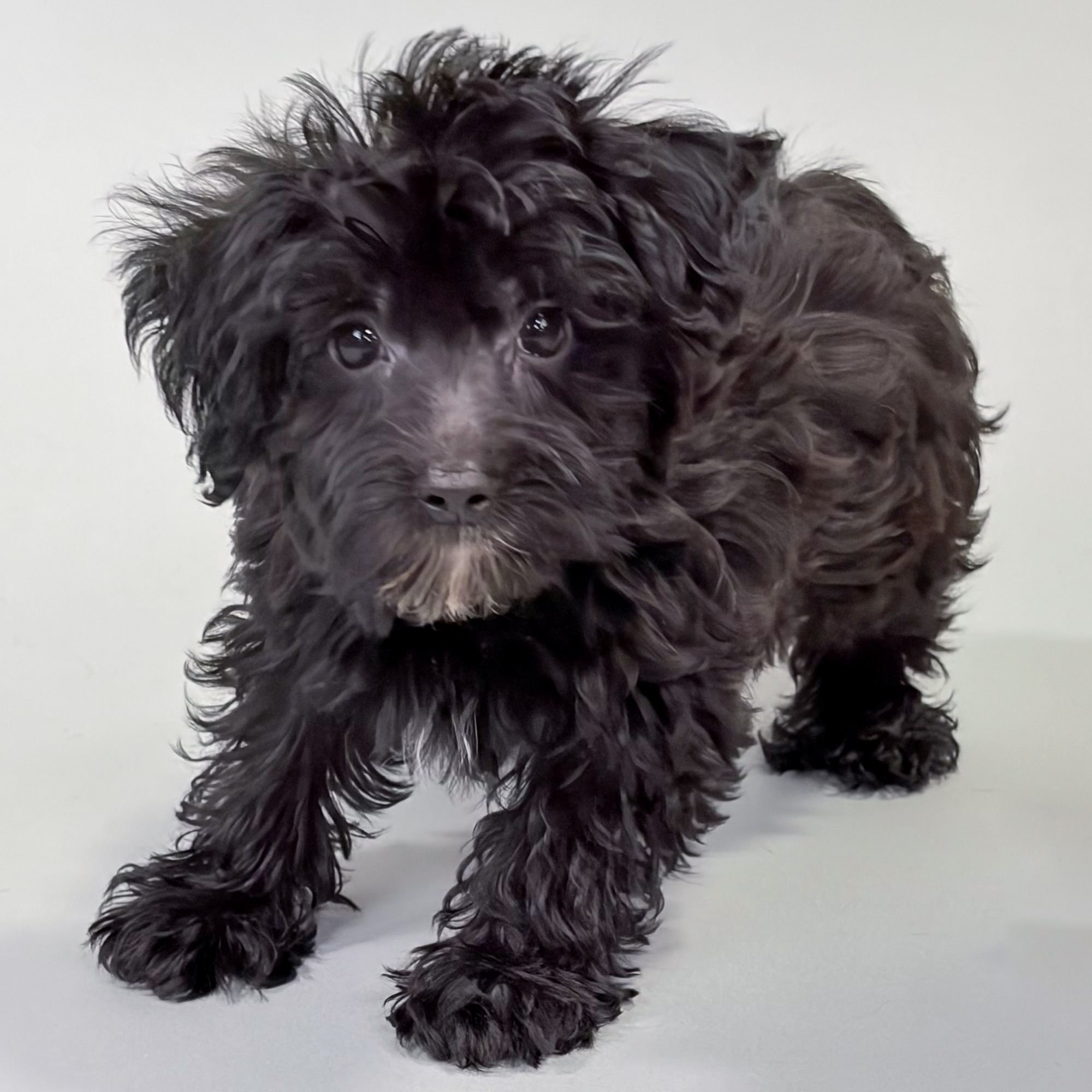 Oakley the Yorkiepoo puppy