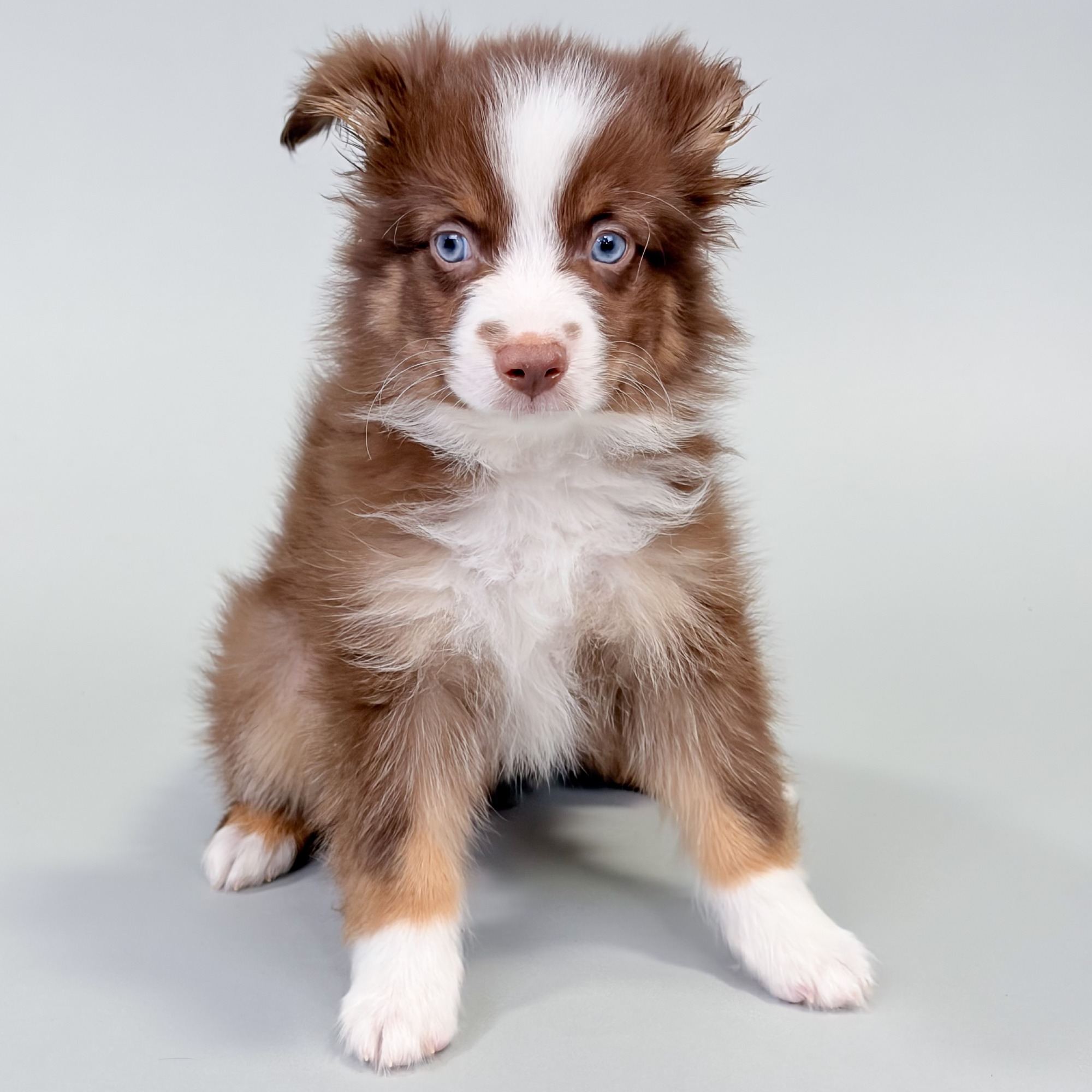 Jag puppy