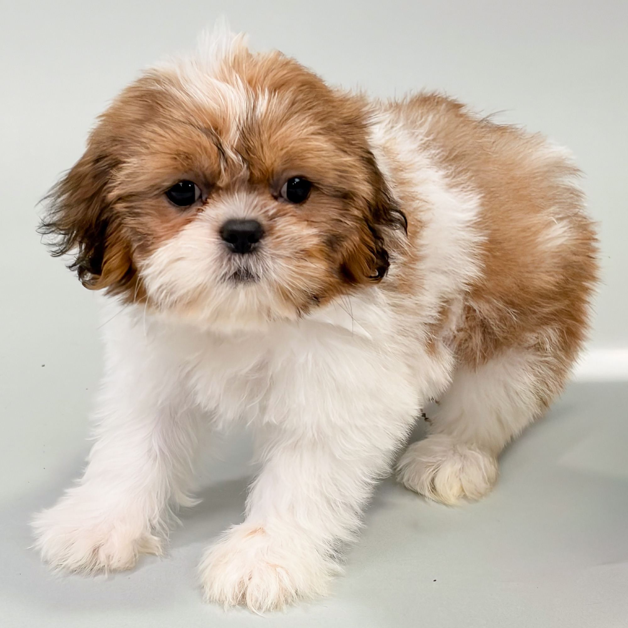 Suki the Shih Tzu puppy