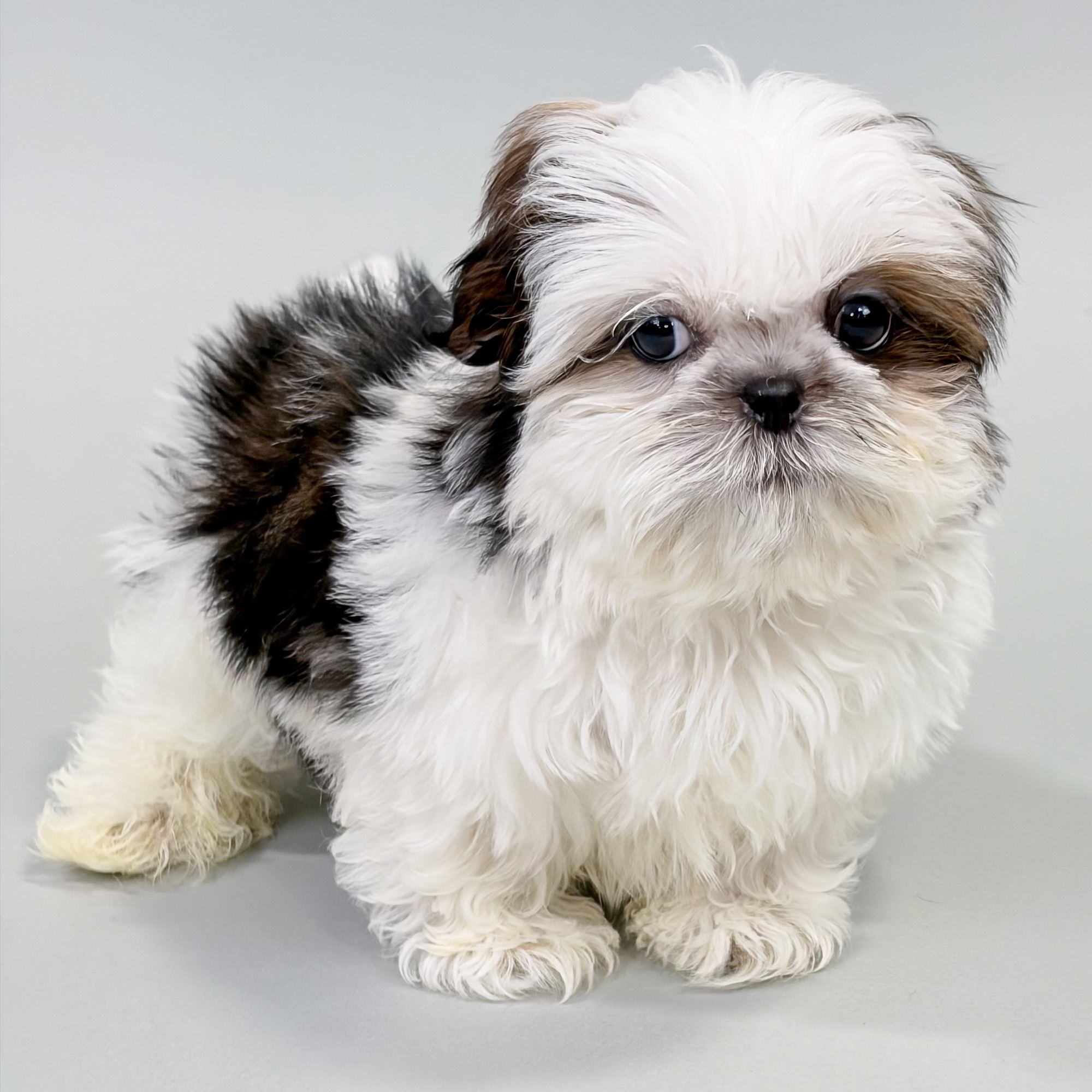 Reese the Shih Tzu puppy
