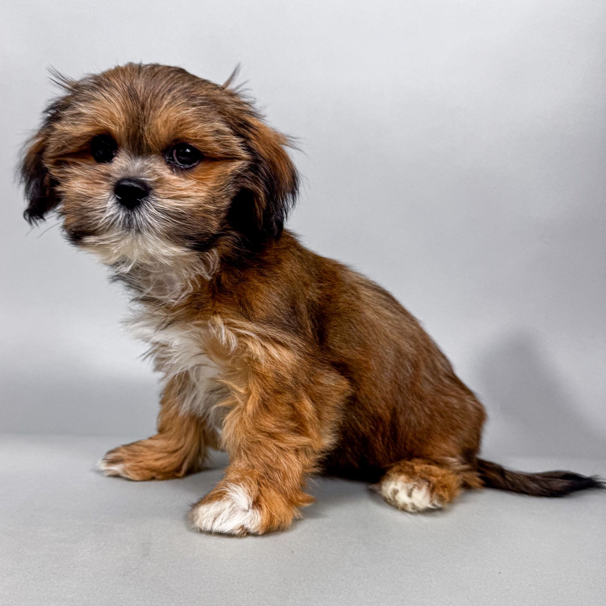 Dodge the Shih Apso puppy