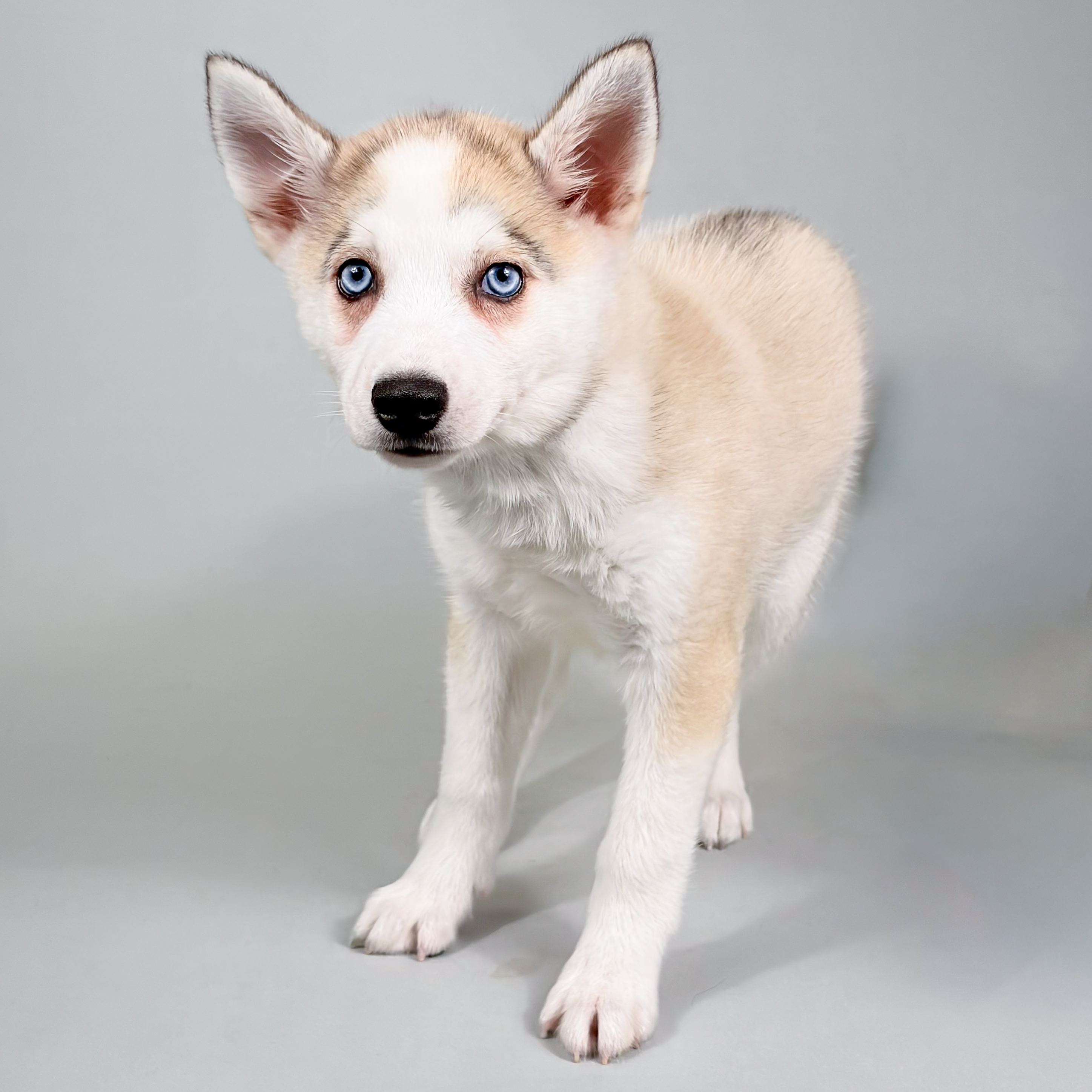 Kash the Alaskan Klee Kai puppy