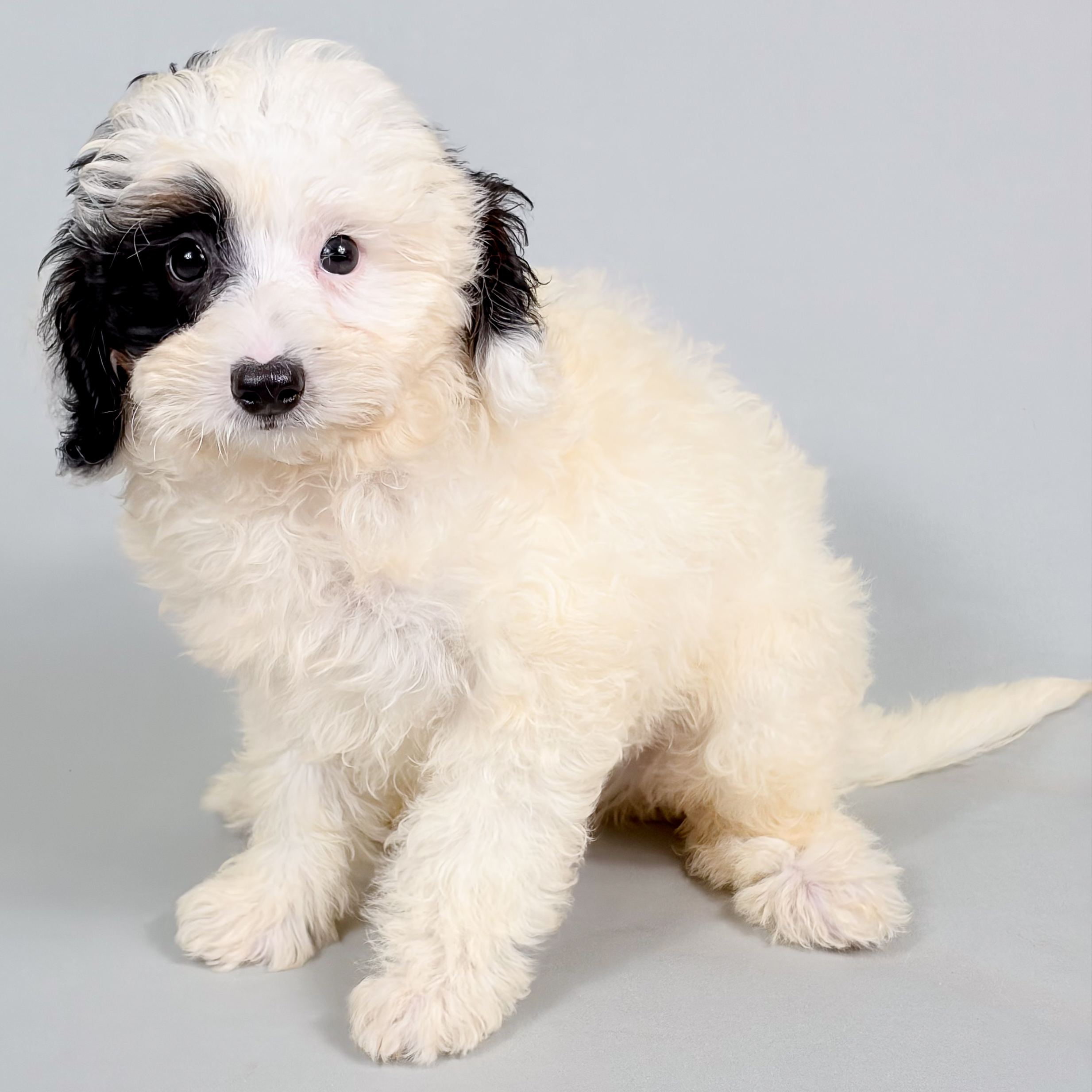 Iggy the Mini Bernedoodle puppy