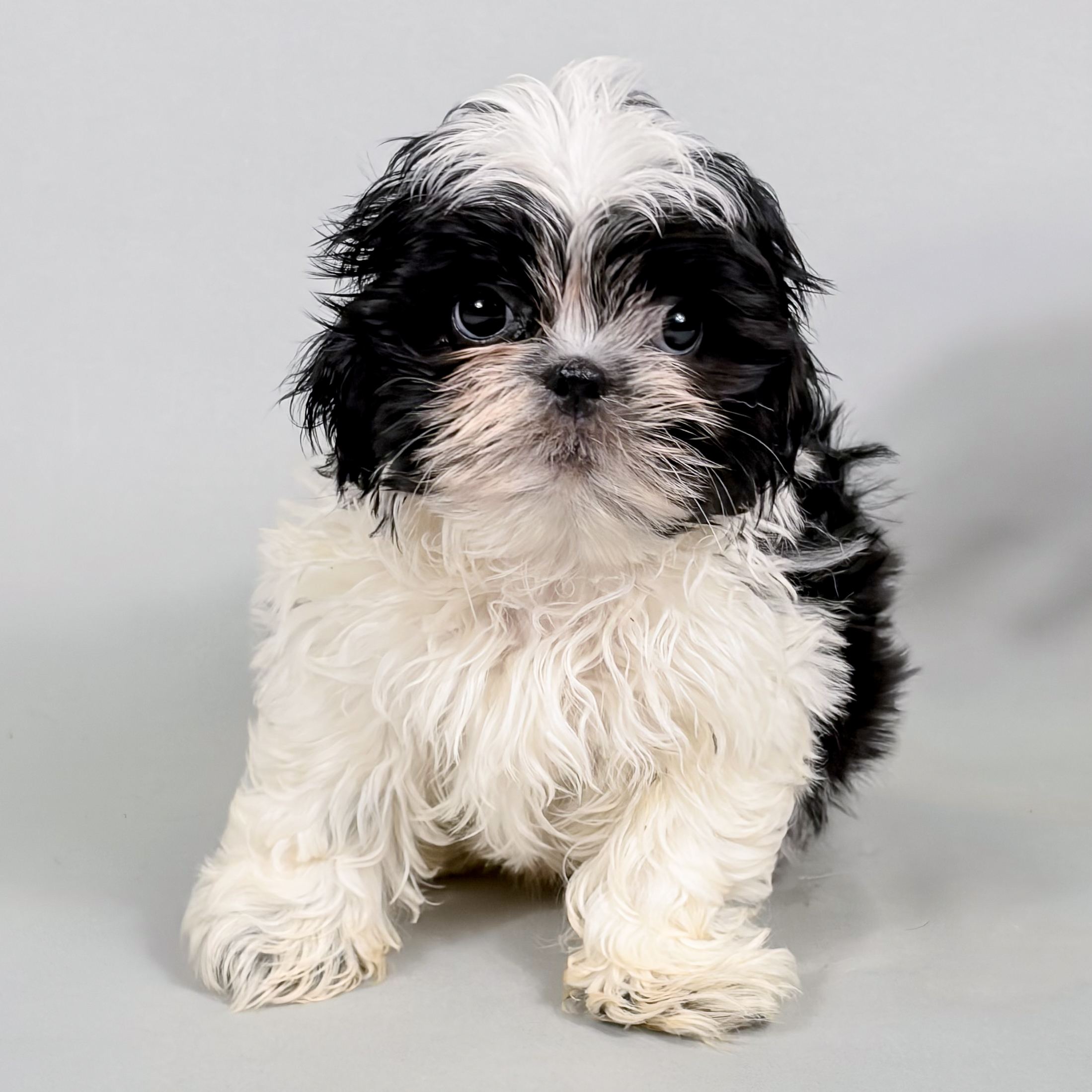 Wally the Shih Tzu puppy