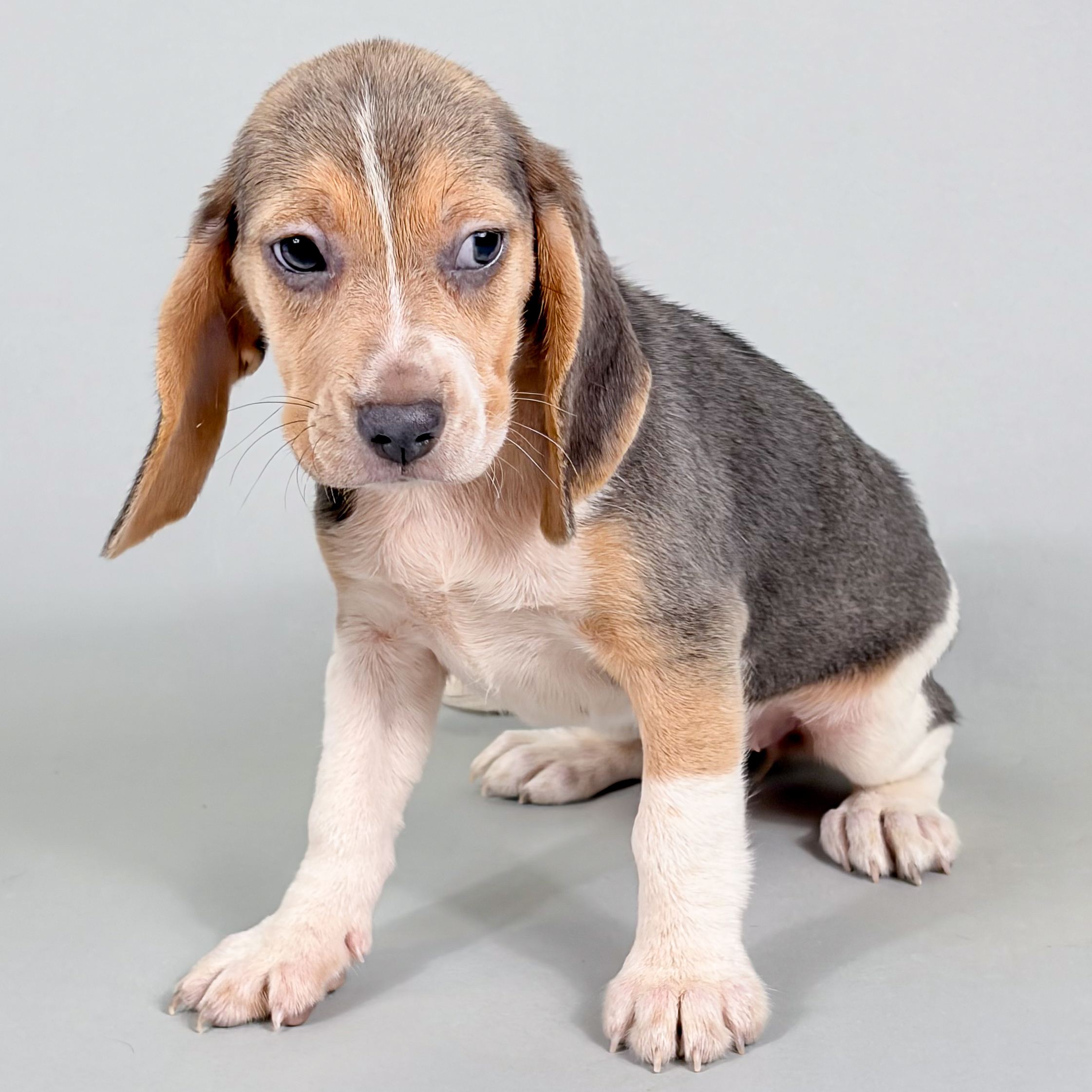 Pepper puppy