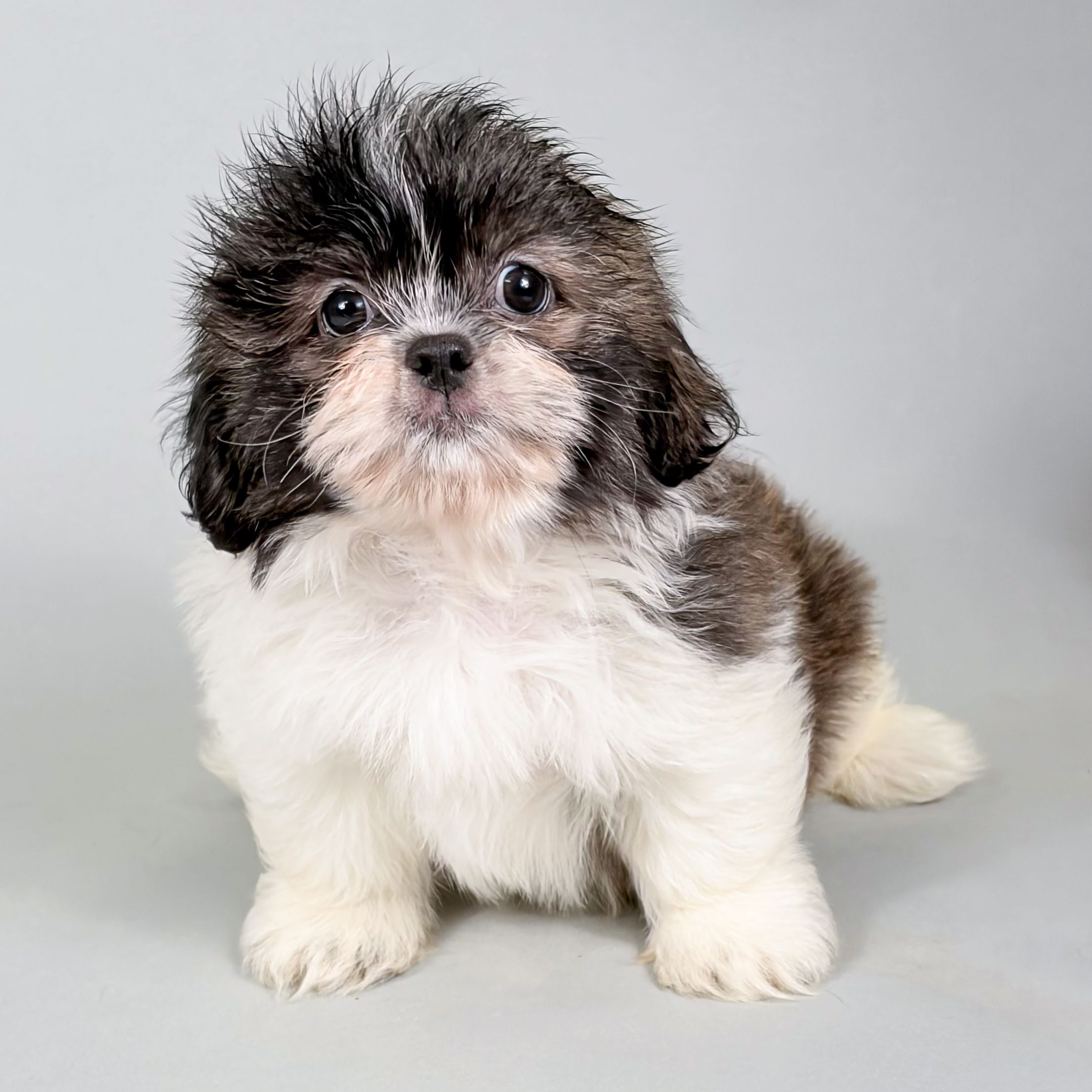Odin the Shih Tzu puppy