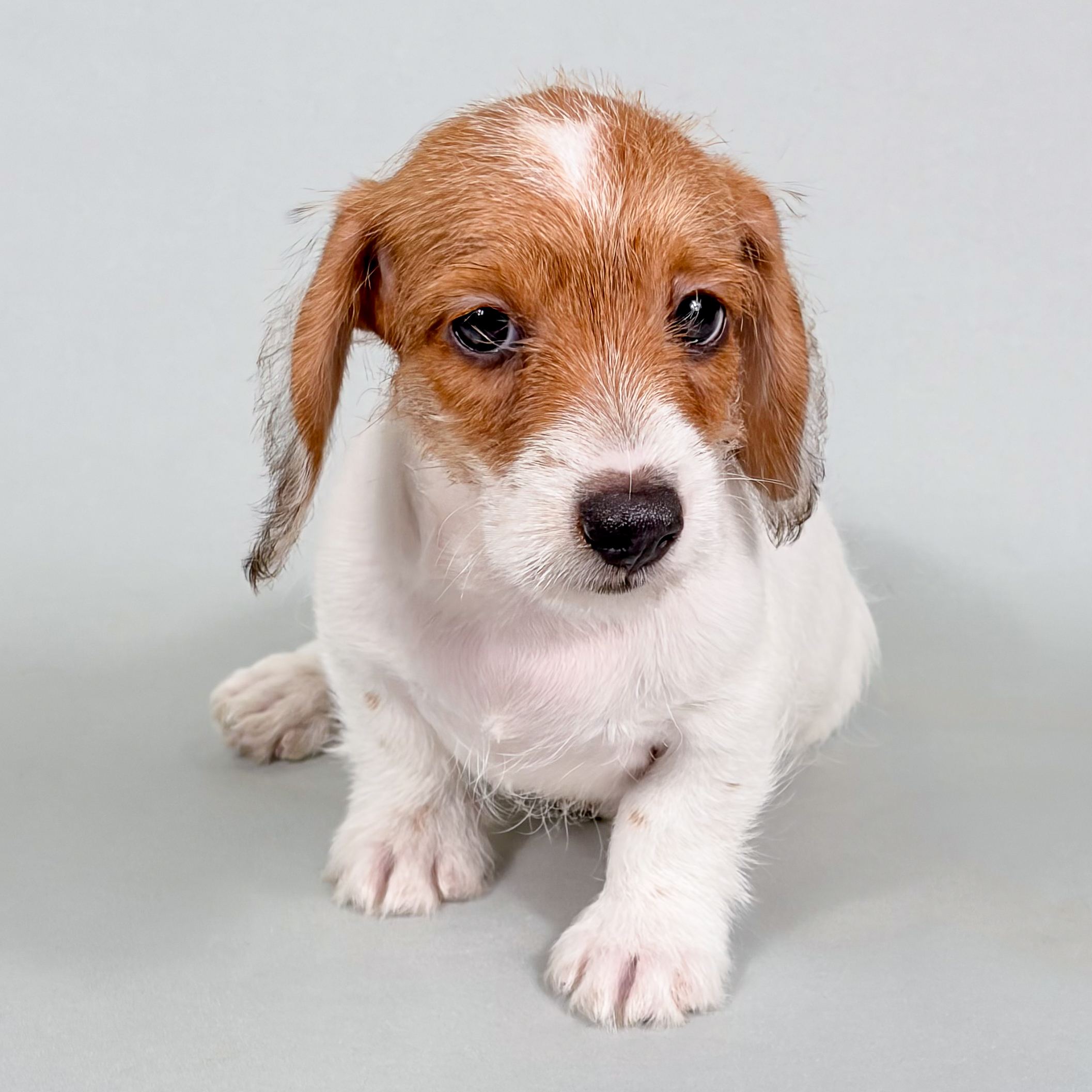 Taz the Mini Dachshund puppy